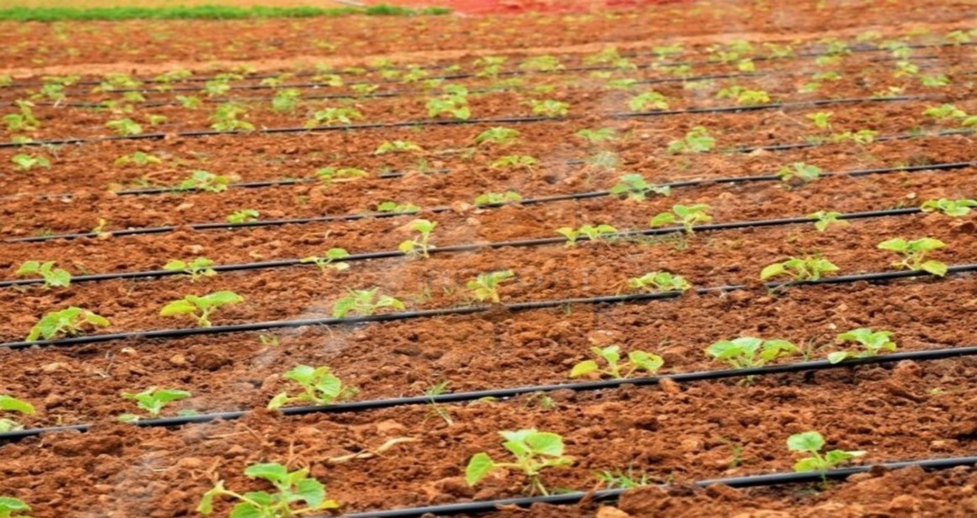 Tierra en Guía, Leiría 10585932