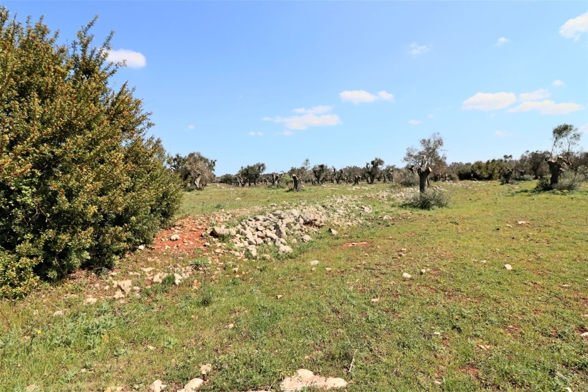 Land im Ruffano, Apulien 10696994