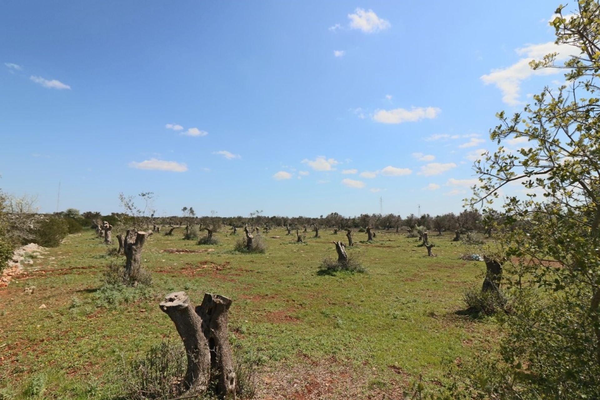 Tierra en ruffano, Apulia 10696994