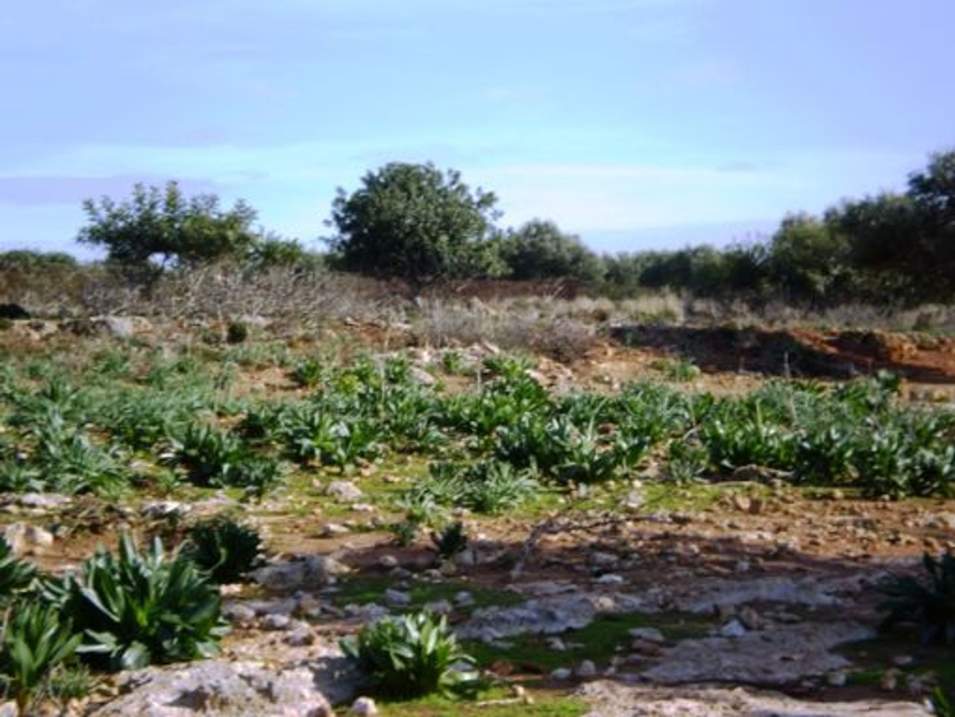 Γη σε Χωραφάκια, Κρήτης 10697633