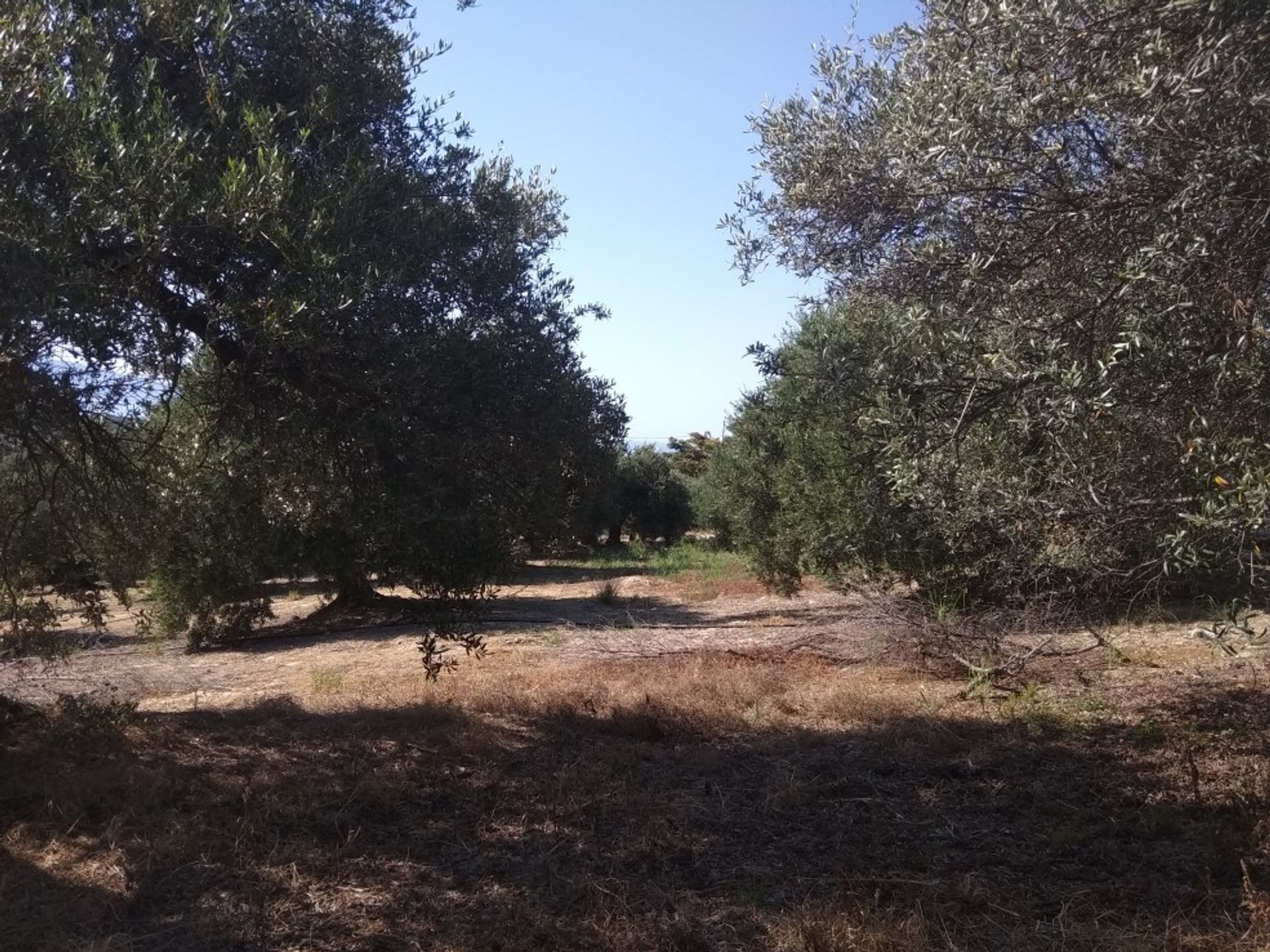 Land in Platanias, Kriti 10697816