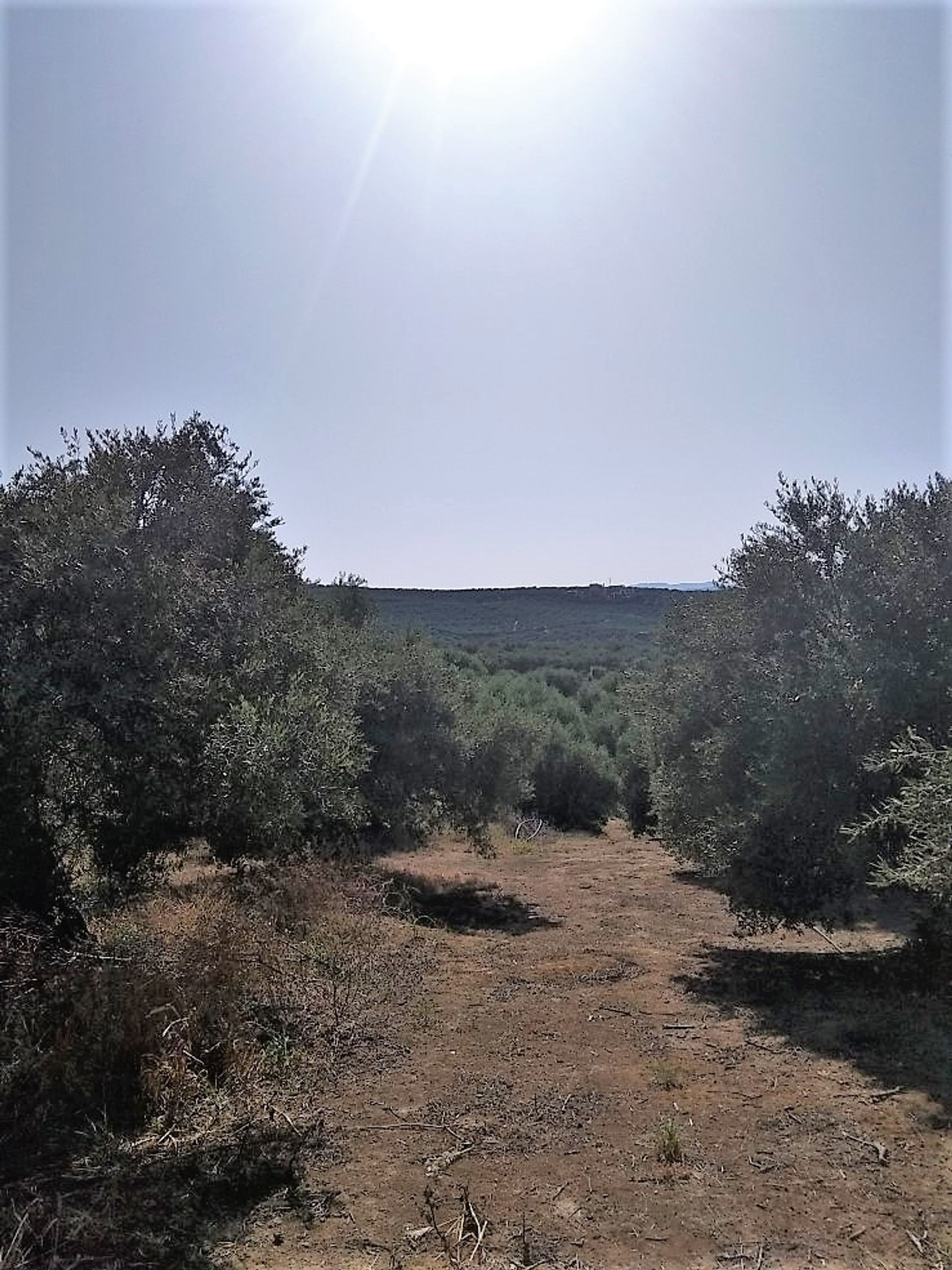 Land in Platanias, Kriti 10697816