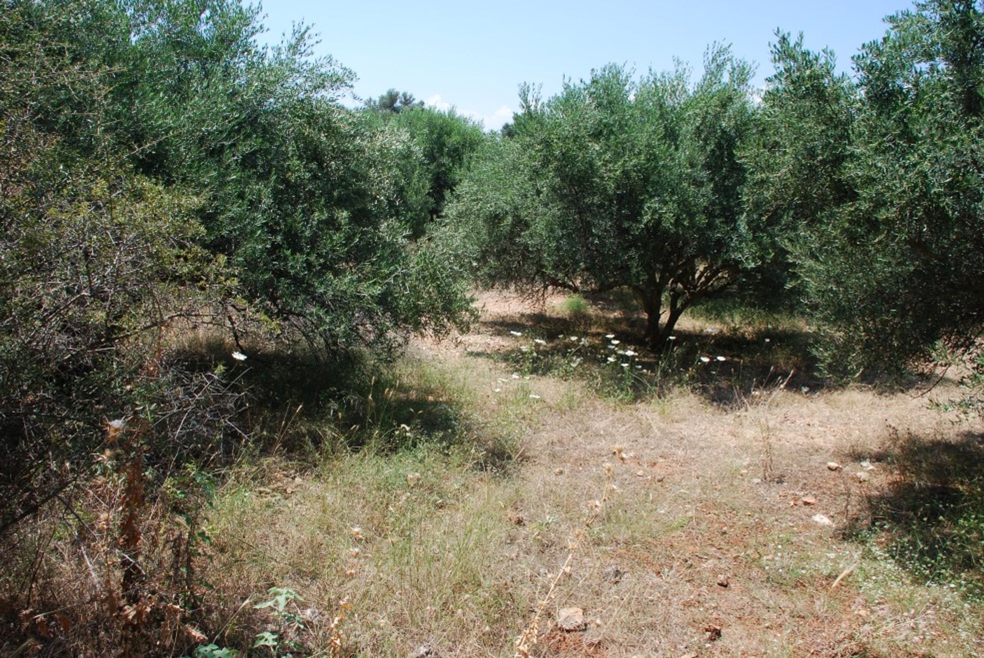 土地 在 Kokkino Chorio,  10697824