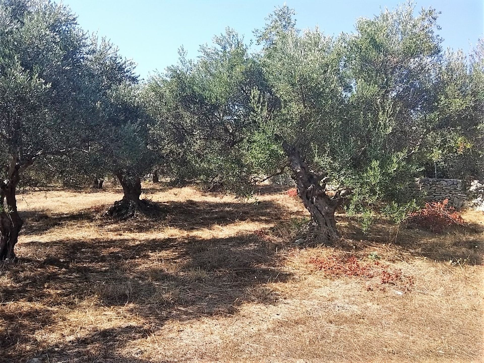 Land i Kefalas, Kriti 10697830