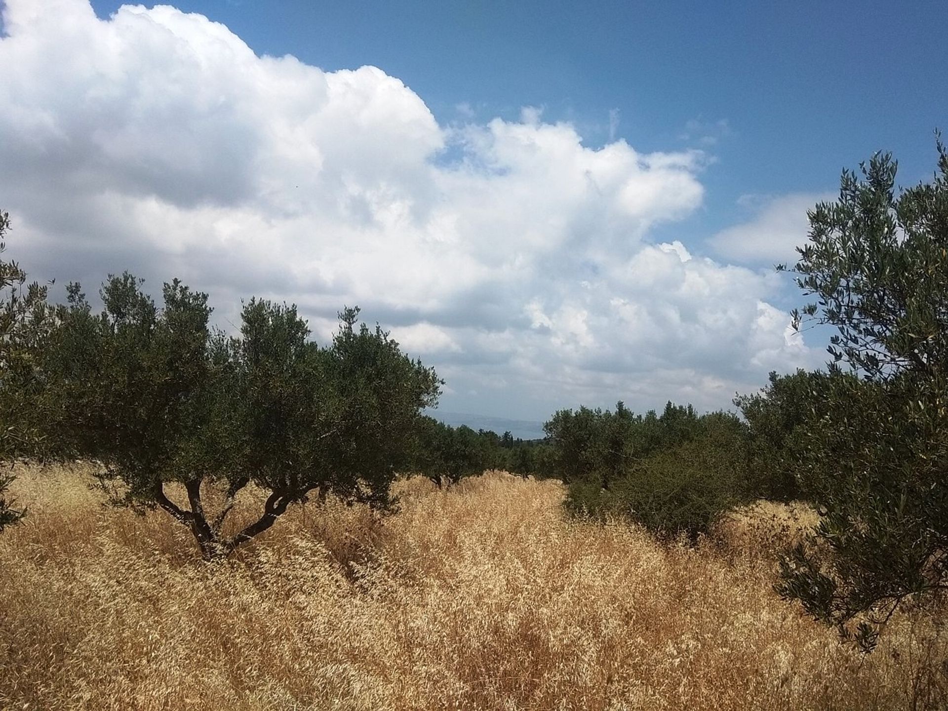 Land in Kefalas, Kriti 10697872