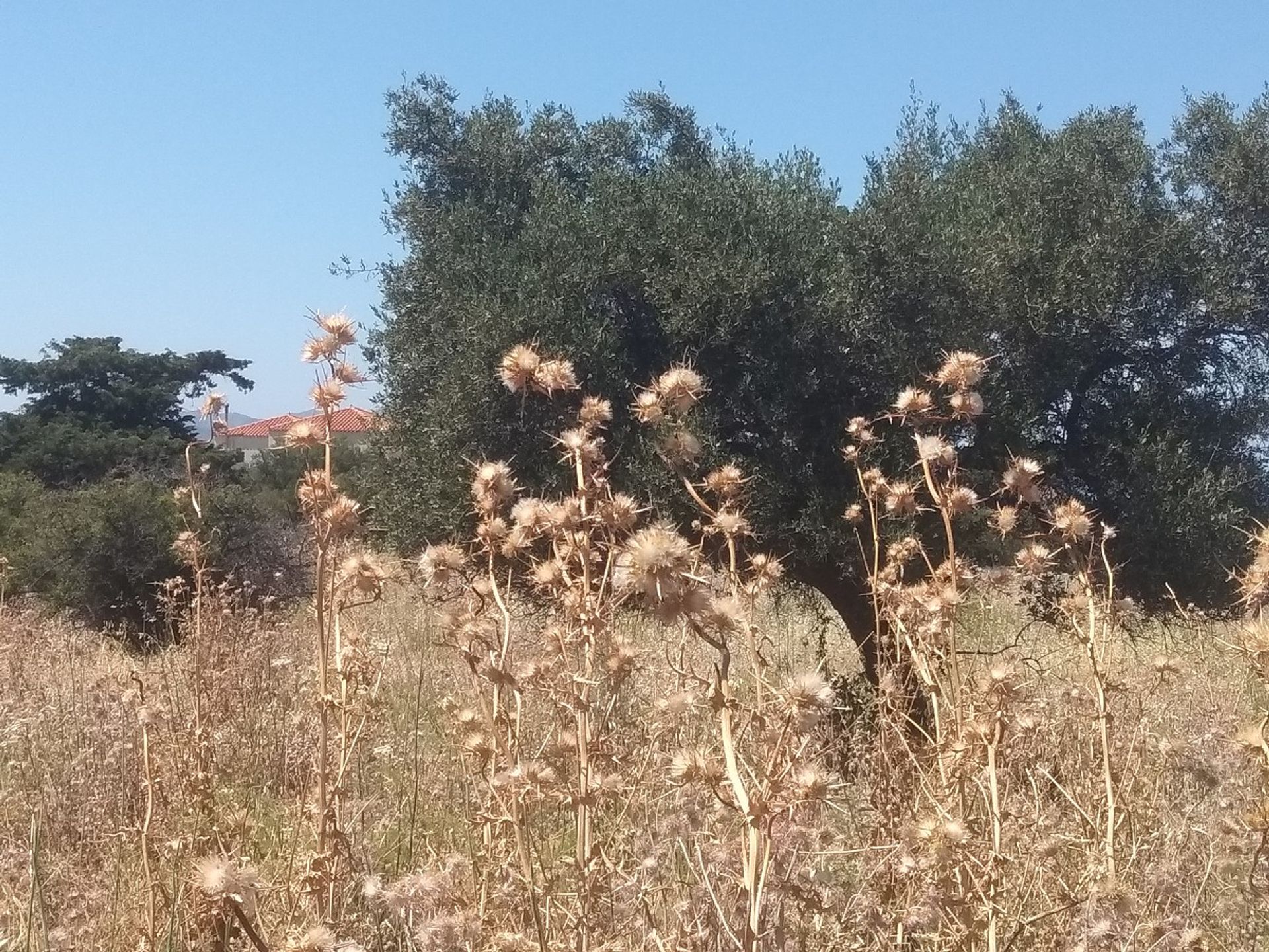 Land in Kokkino Chorio,  10697878