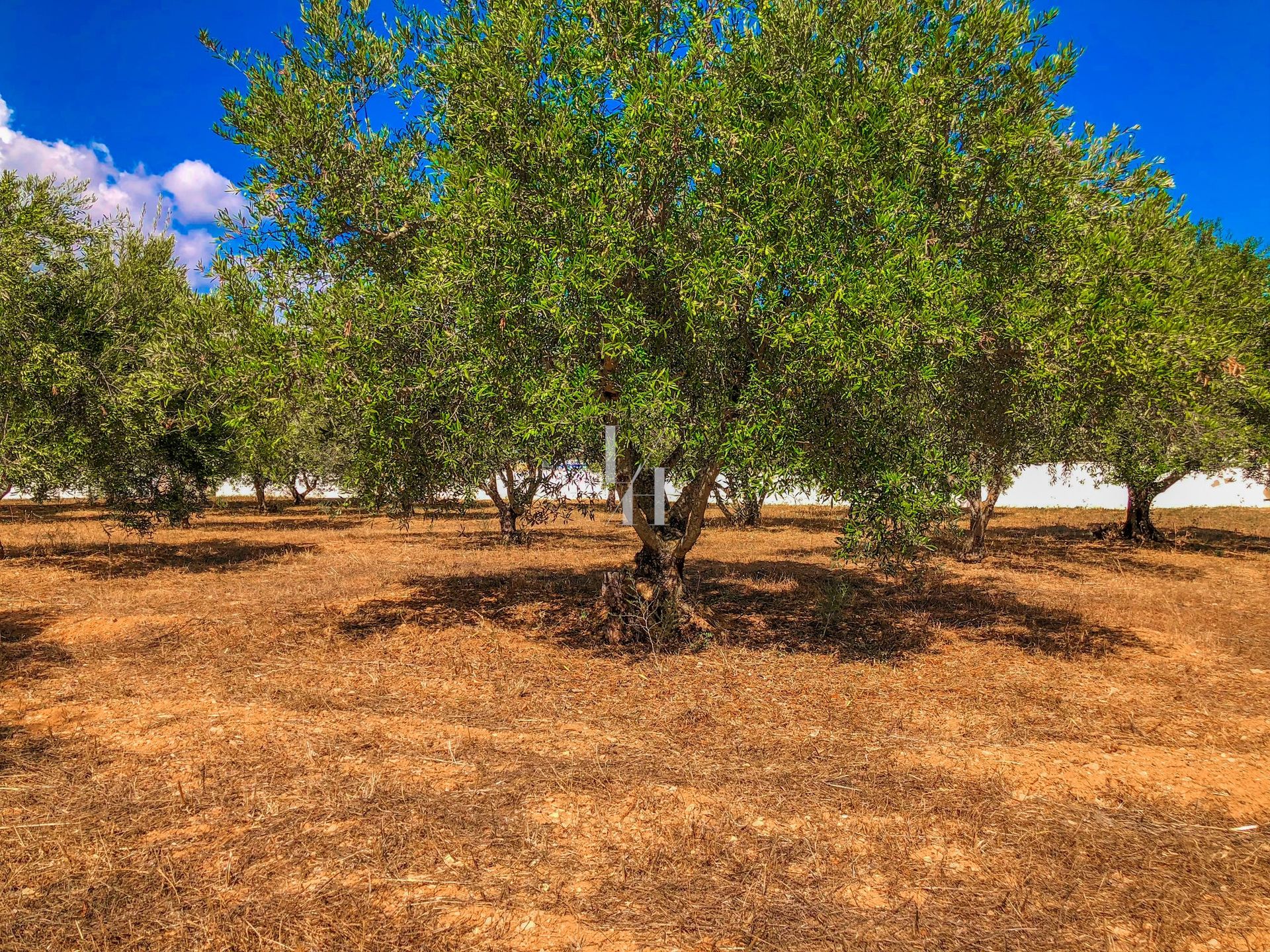 Terra no , Faro 10697942