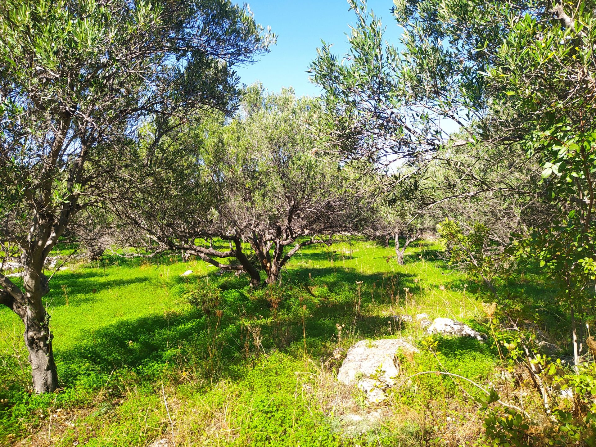 土地 在 Kokkino Chorio,  10697947