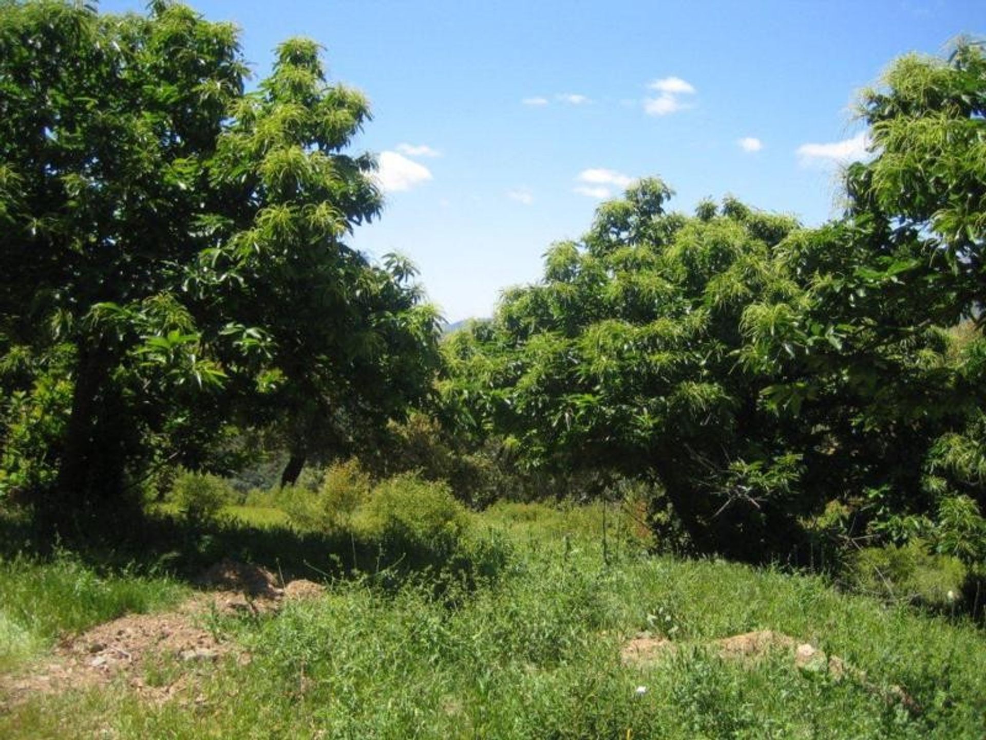 Land in Benalmádena, Andalucía 10699444