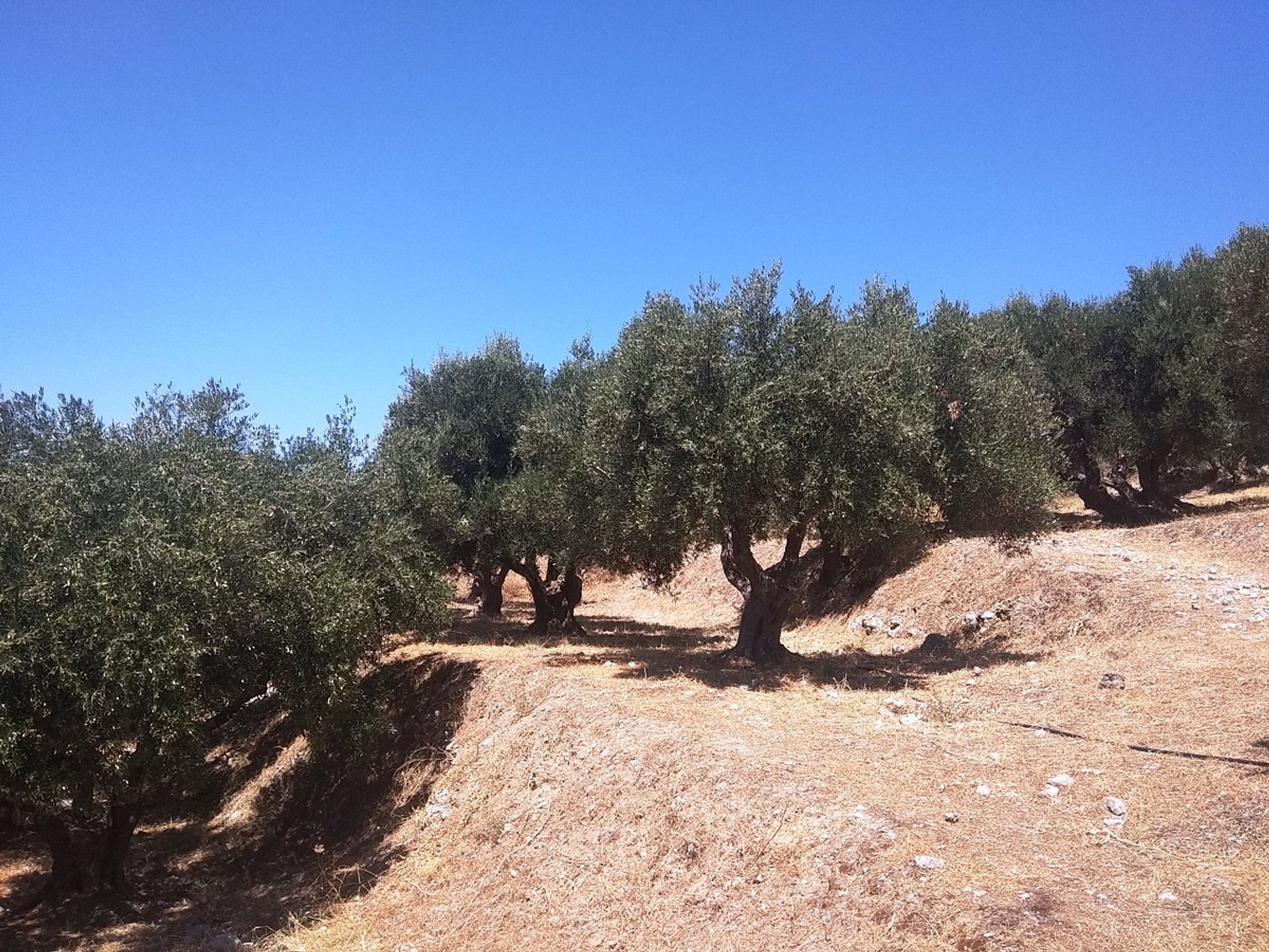 Land in Plaka,  10699548