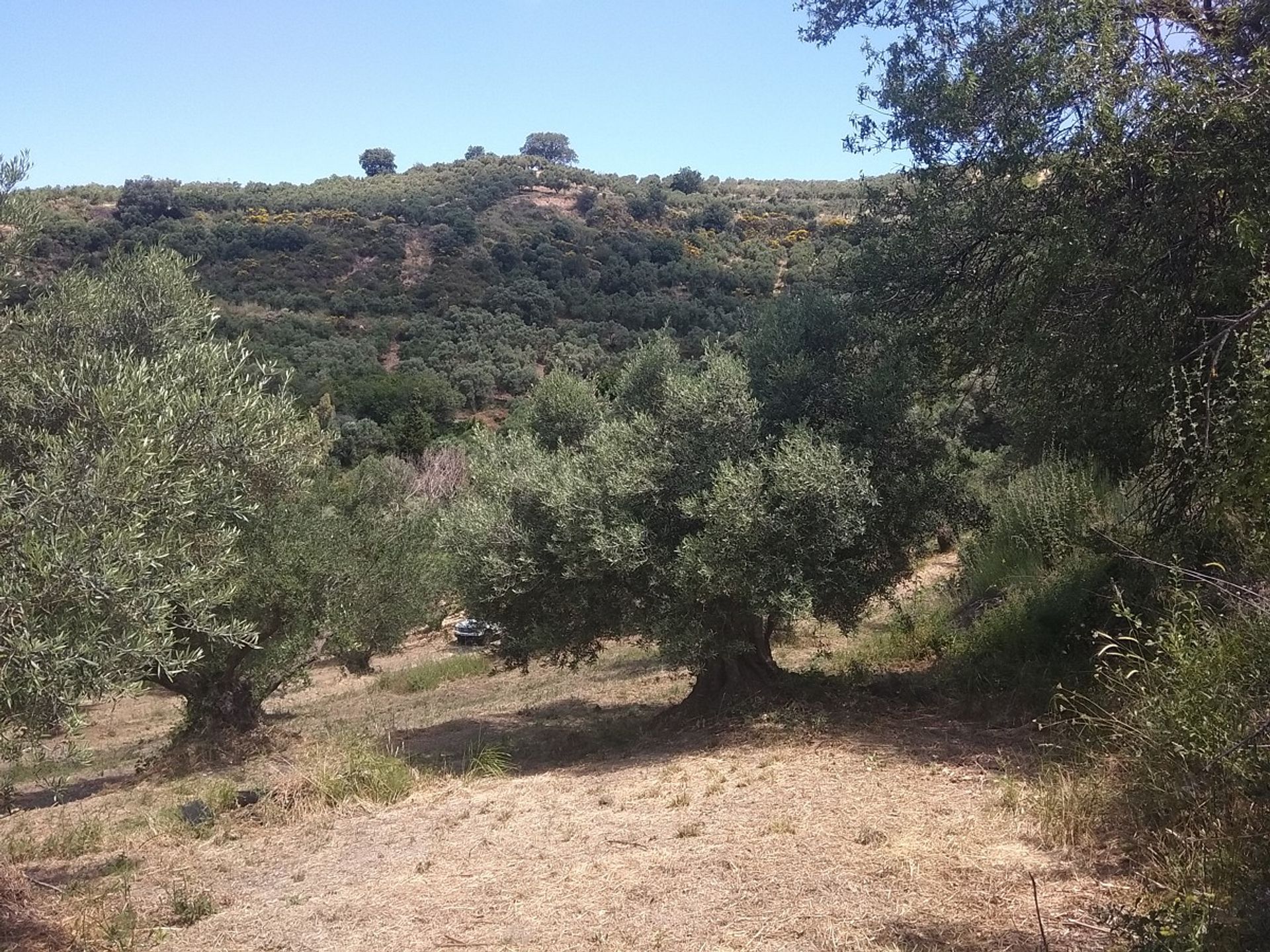 Land im Kolymvari,  10699601