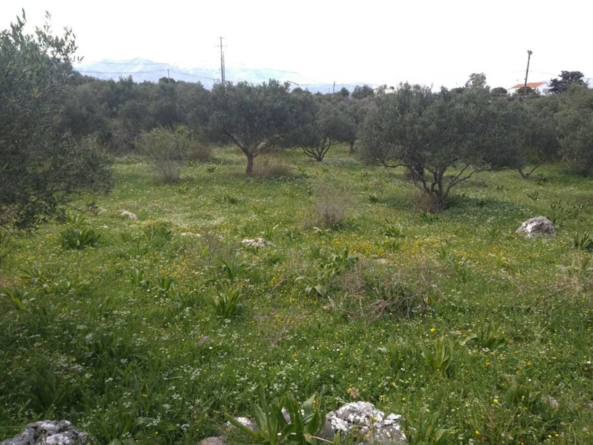 Land i Kefalas, Kriti 10699695