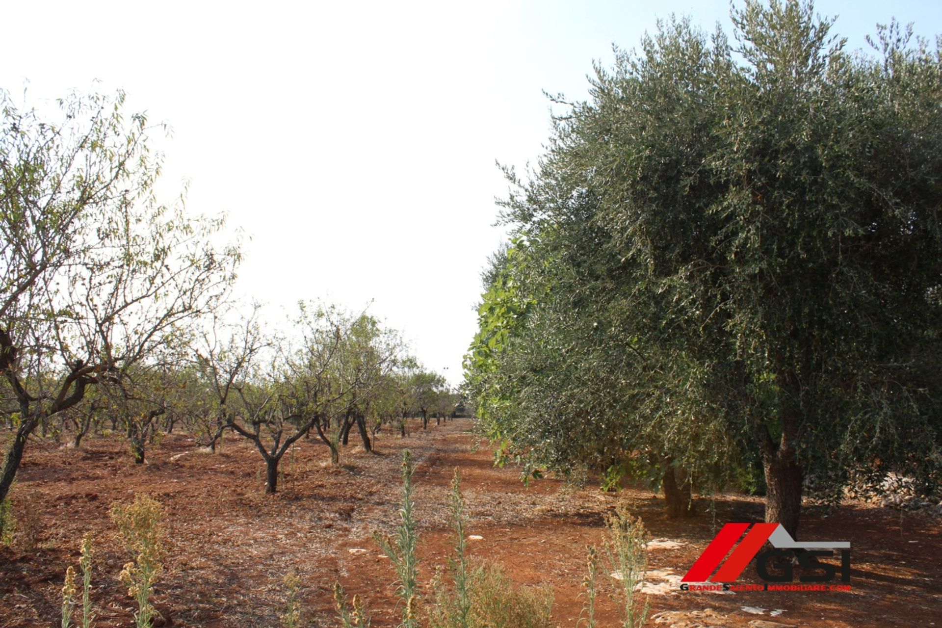 Land in Ostuni, Apulia 10699800