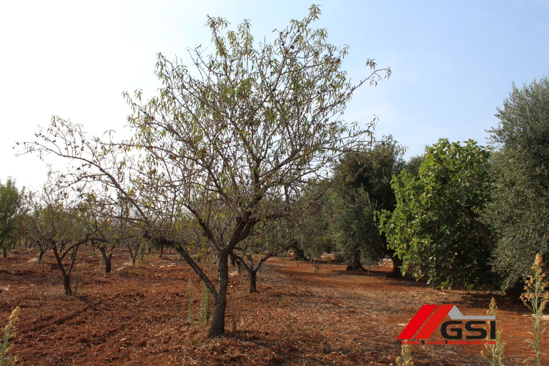 الأرض في Ostuni, Apulia 10699800