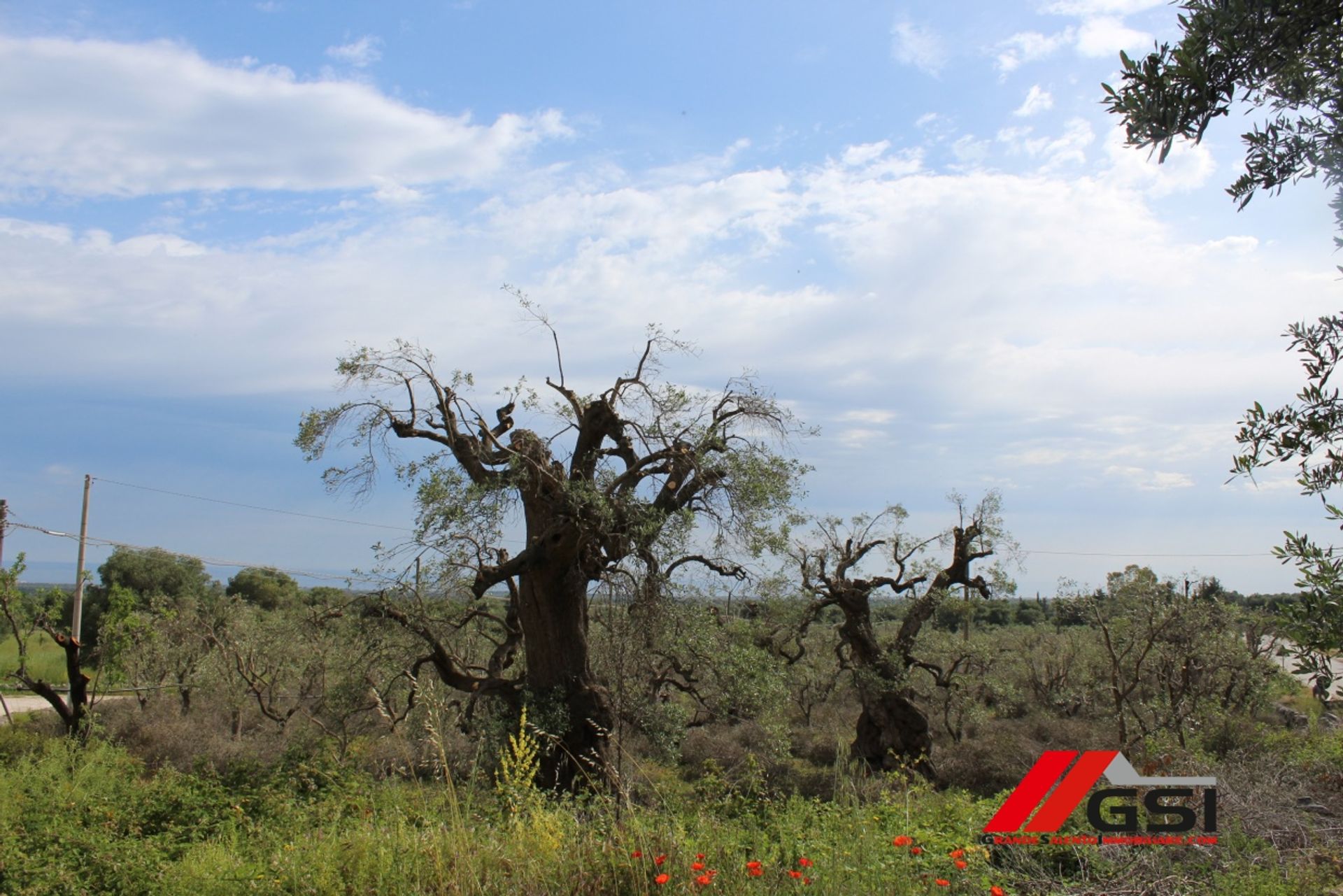 Land i Ostuni, Puglia 10699807