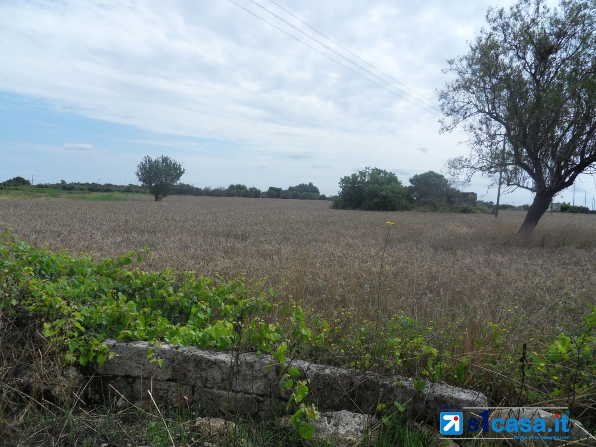 Land im Galaton, Apulien 10700060