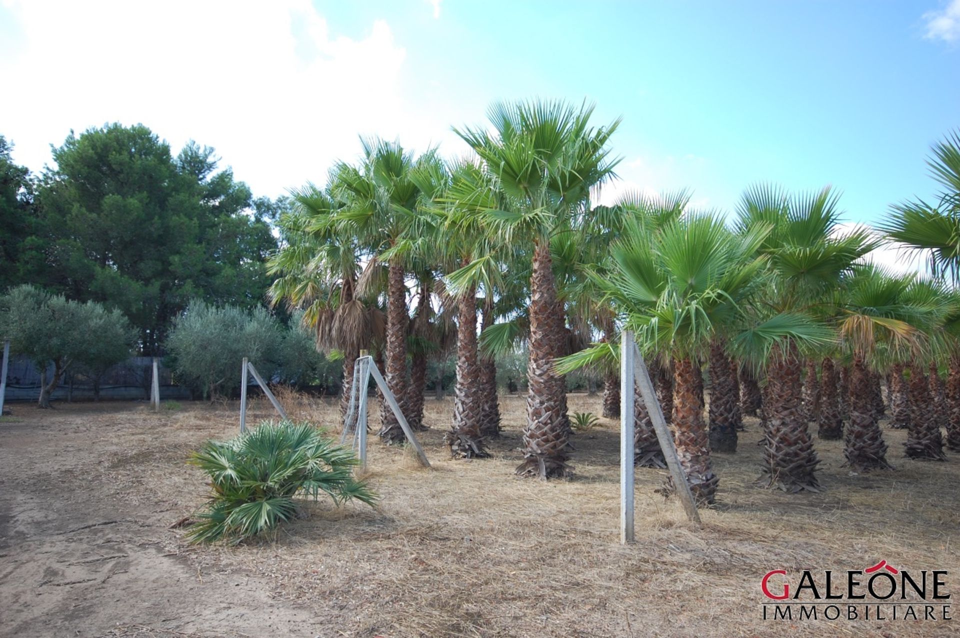 Tanah di Casarano, Puglia 10700068