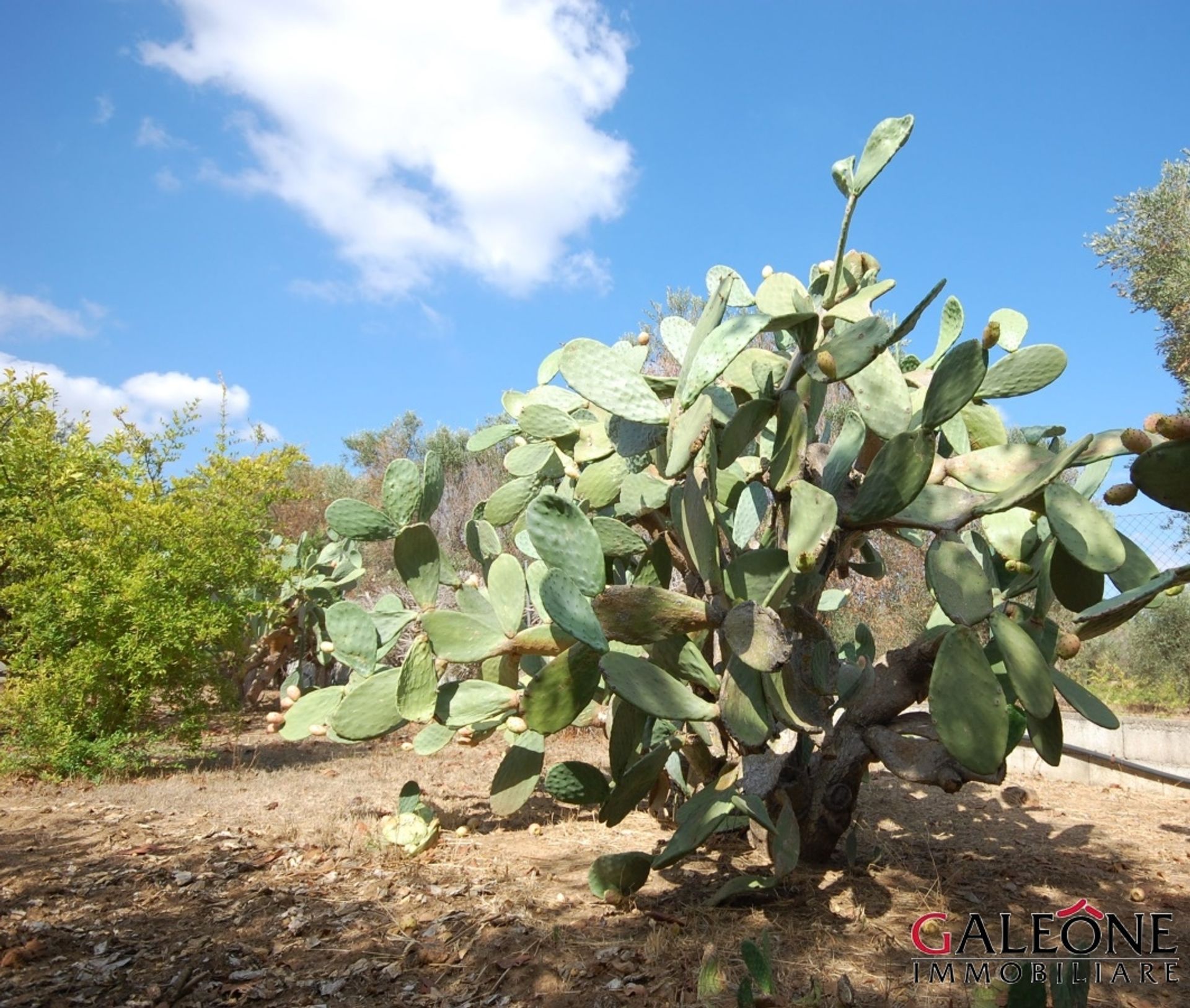 Land i Casarano, Puglia 10700068