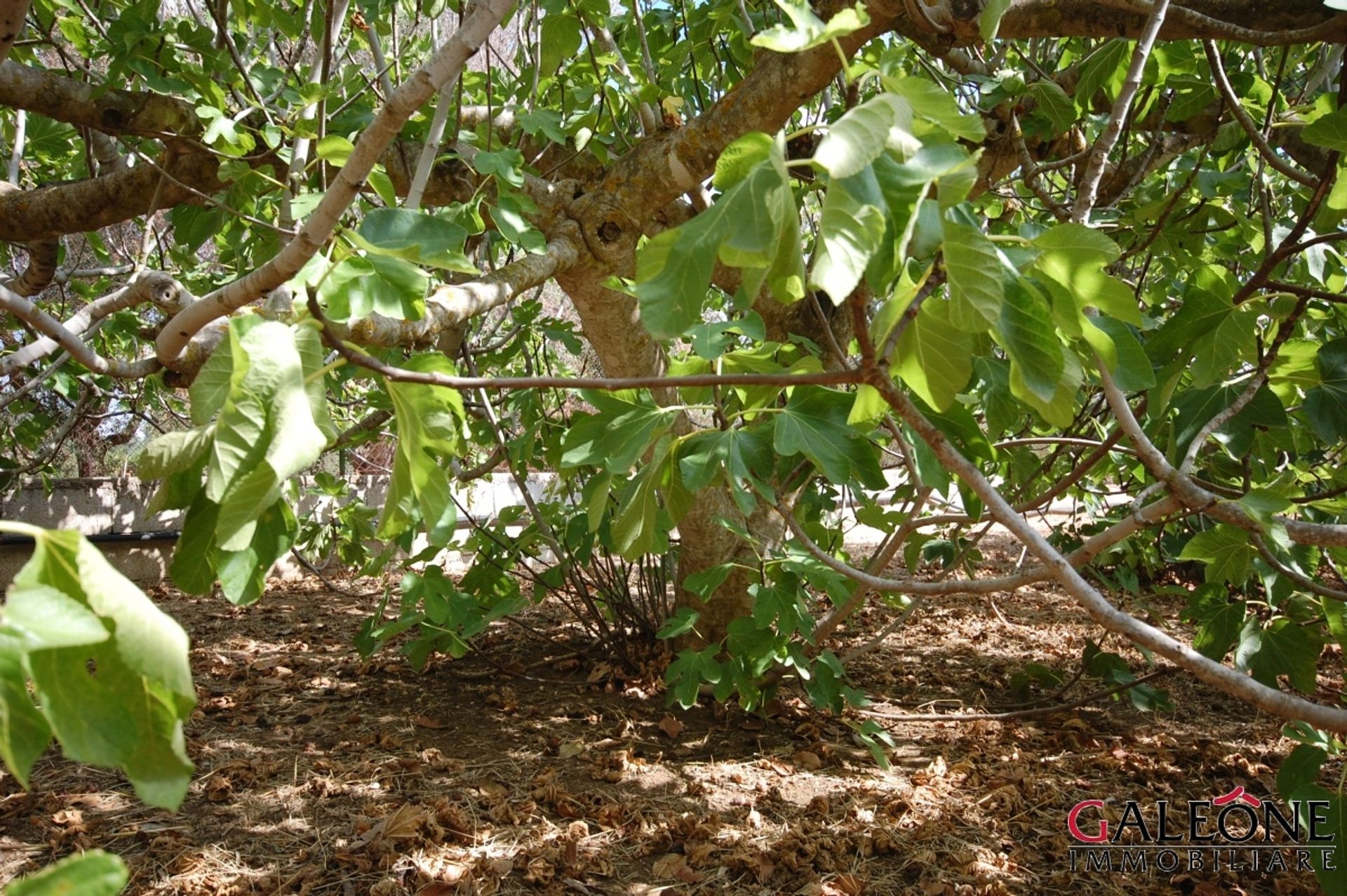 Tanah di Casarano, Puglia 10700068