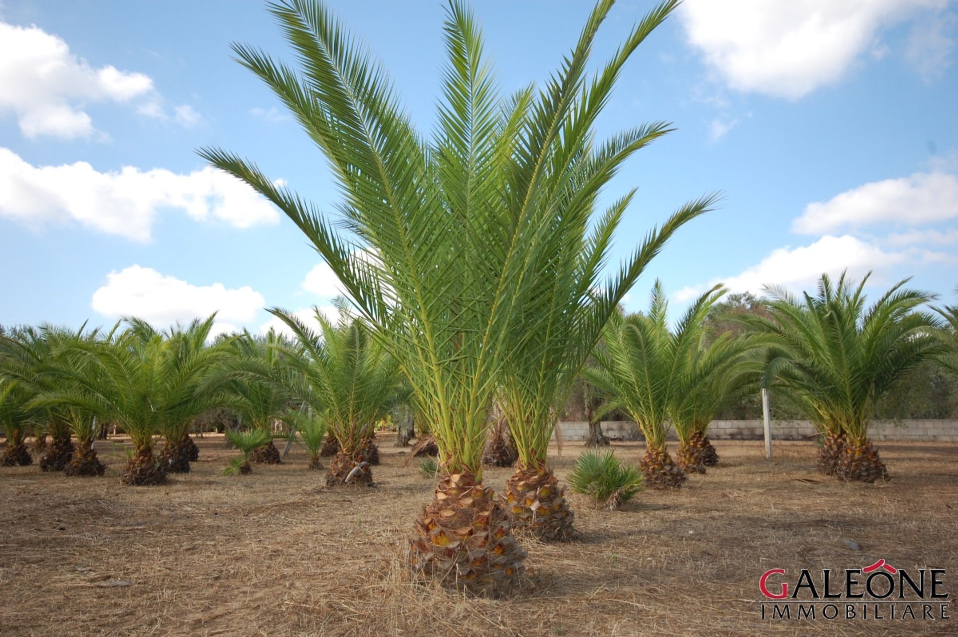 Land im Casarano, Apulia 10700068