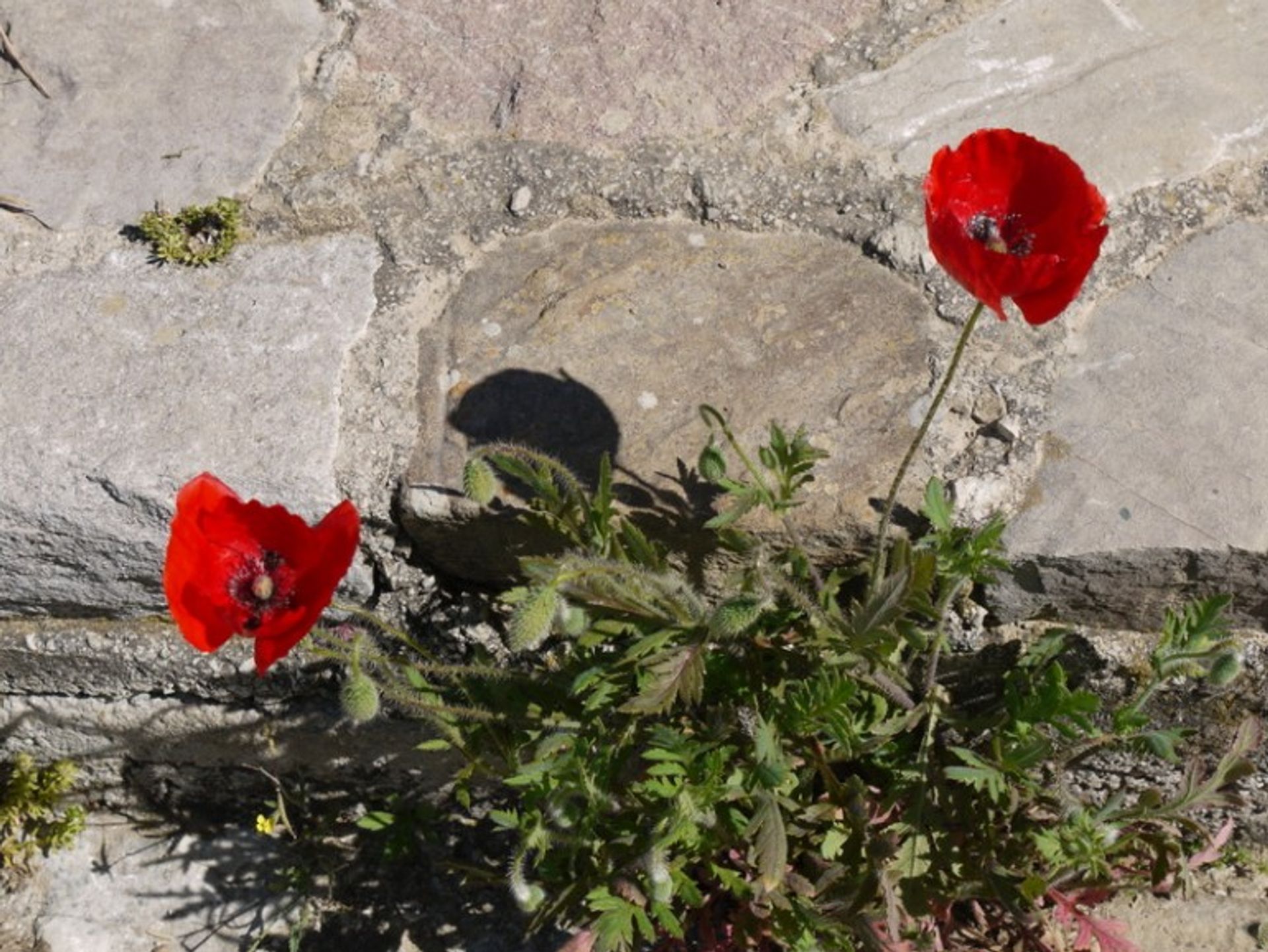 집 에 Ronda, Andalucía 10700552