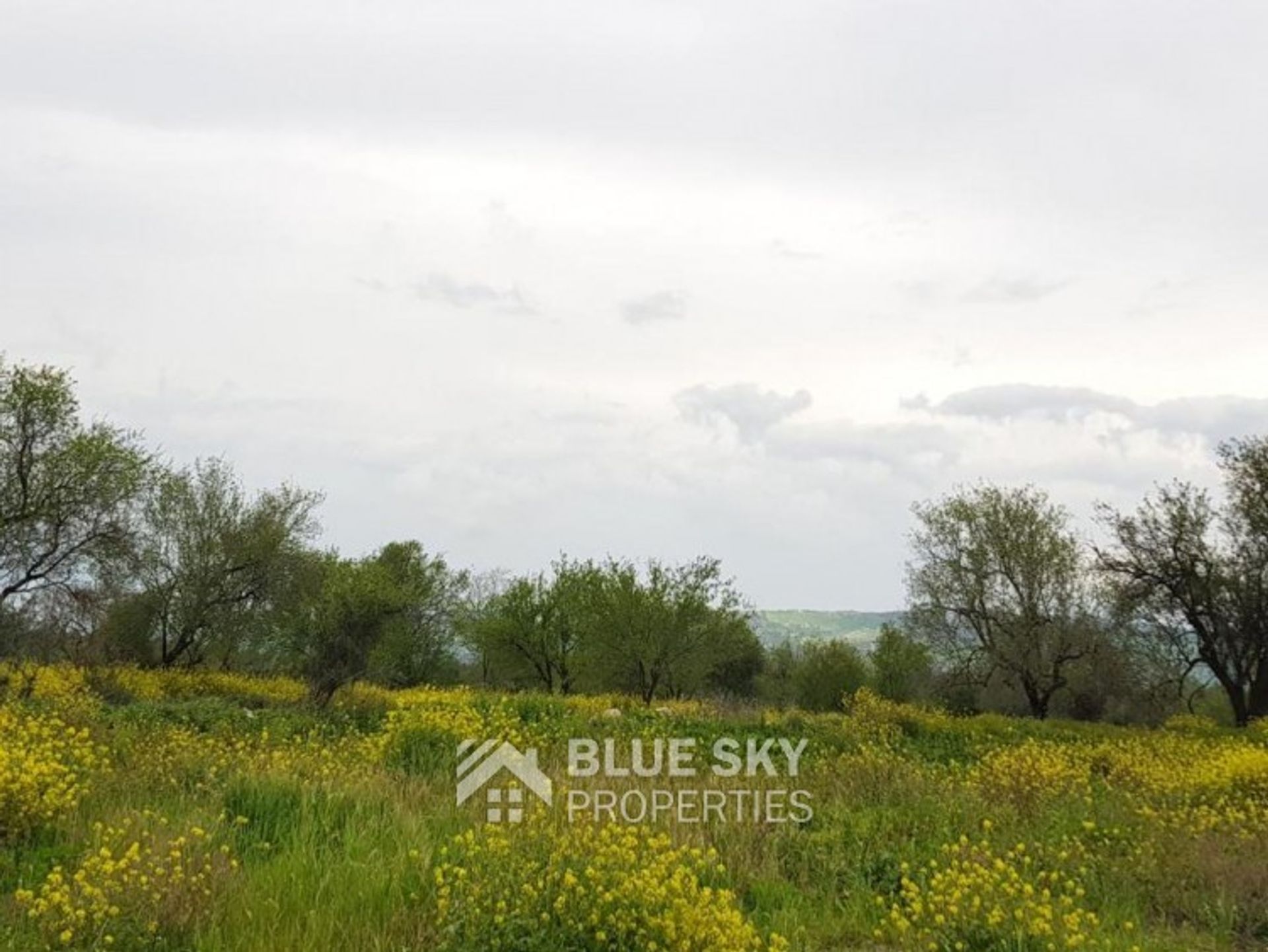 Land i Tala, Pafos 10704784