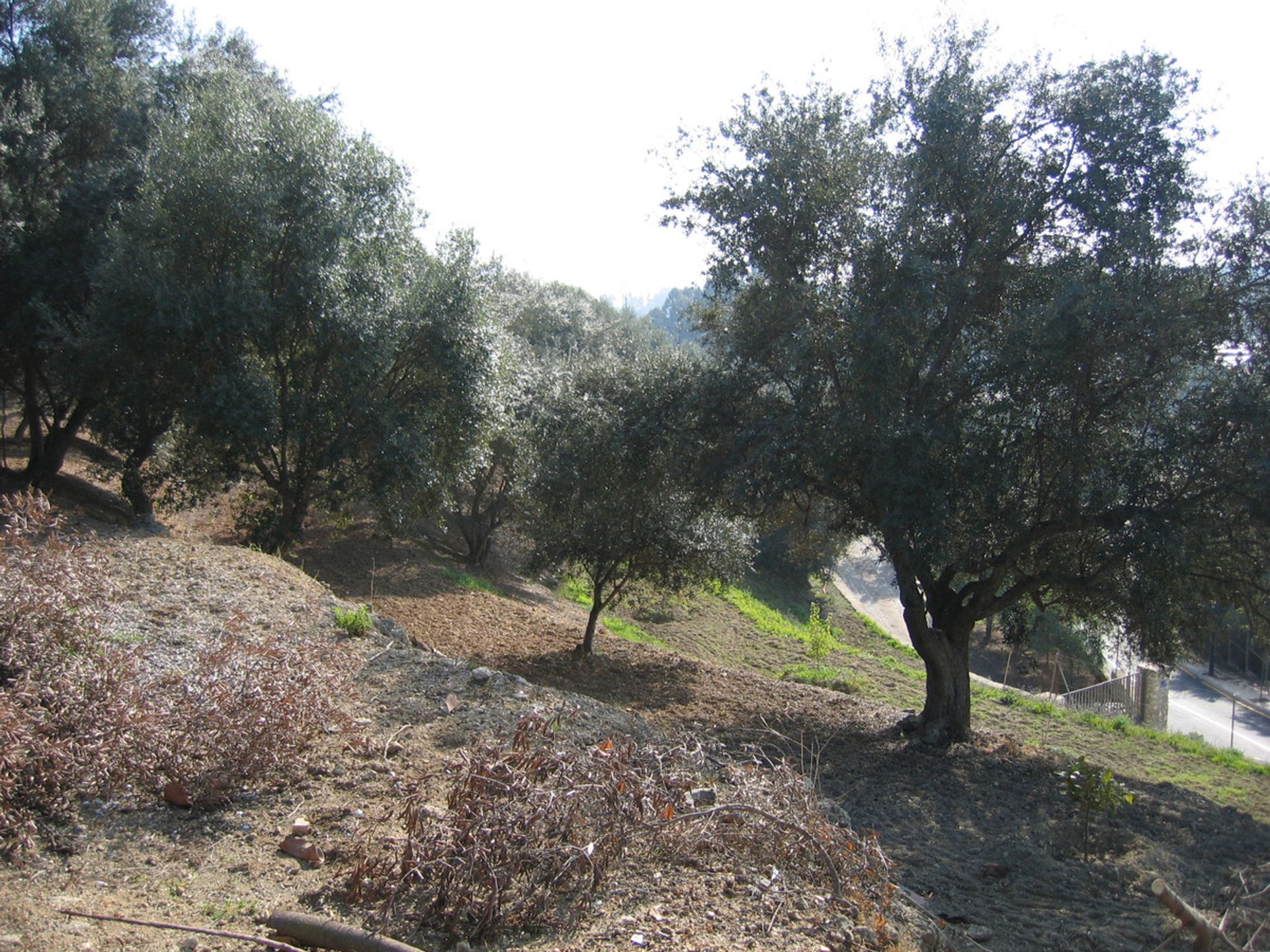 Terre dans Ojén, Andalousie 10713277