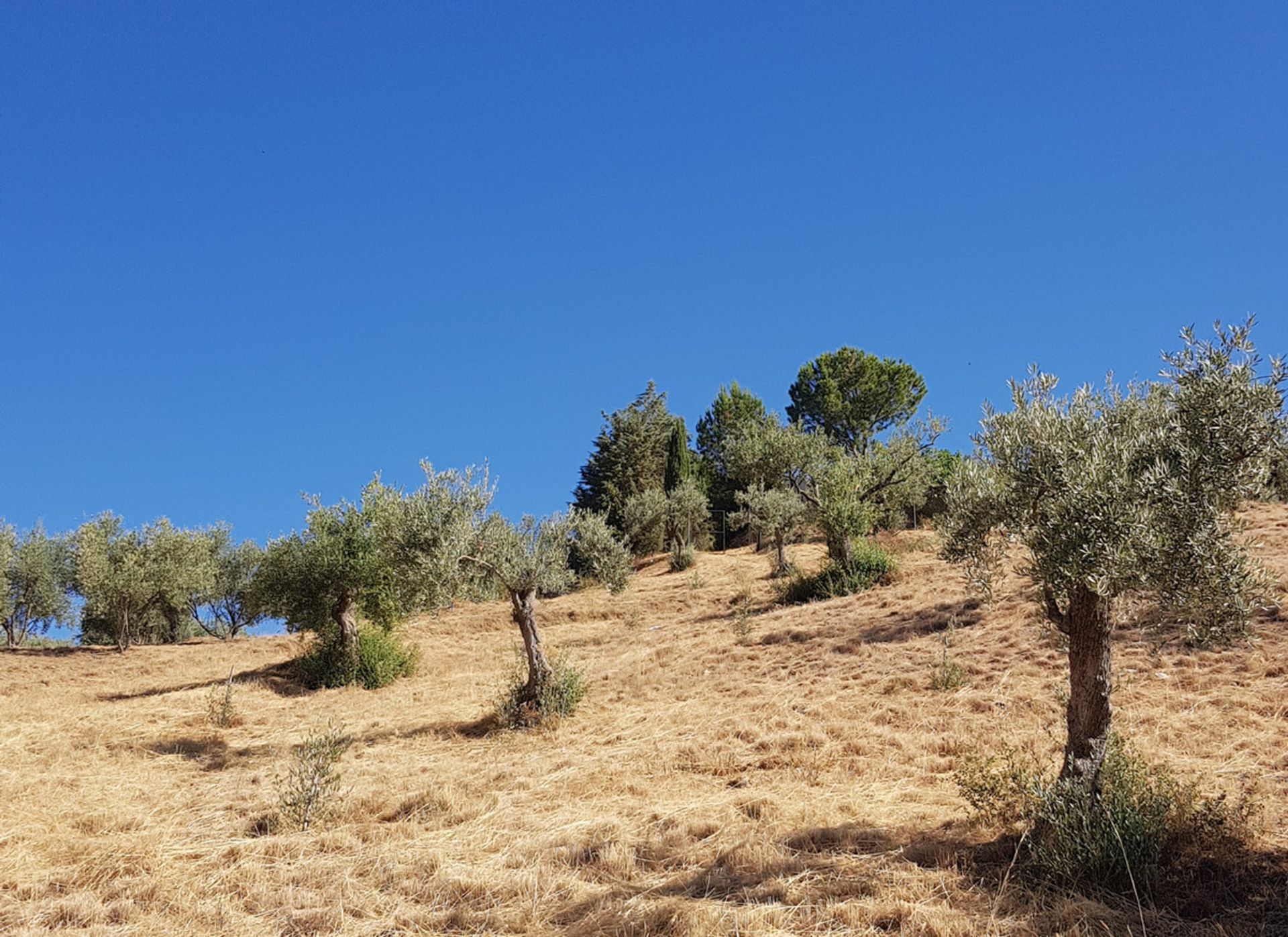 Casa nel Coín, Andalucía 10713289