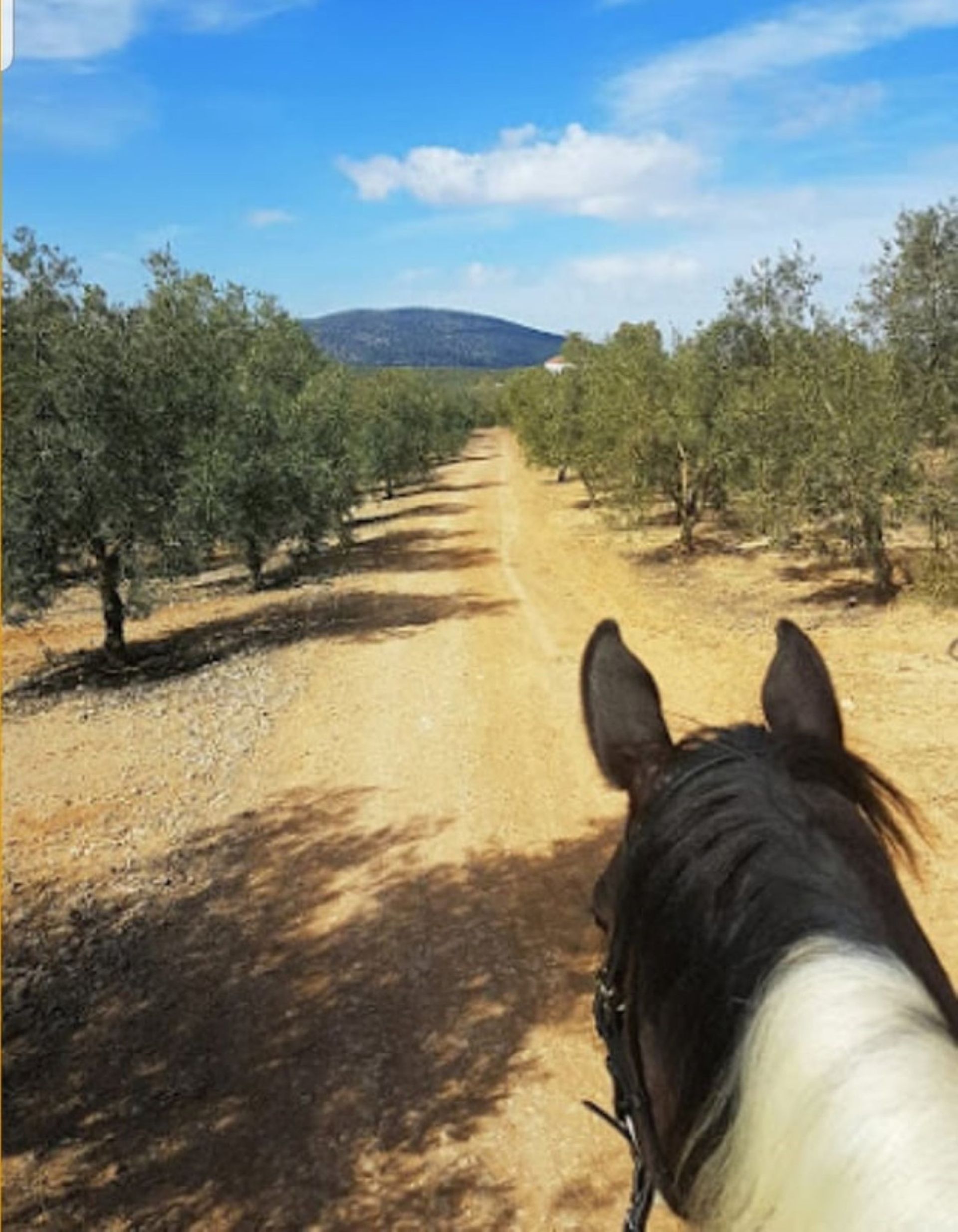 Βιομηχανικός σε Antequera, Andalucía 10713459