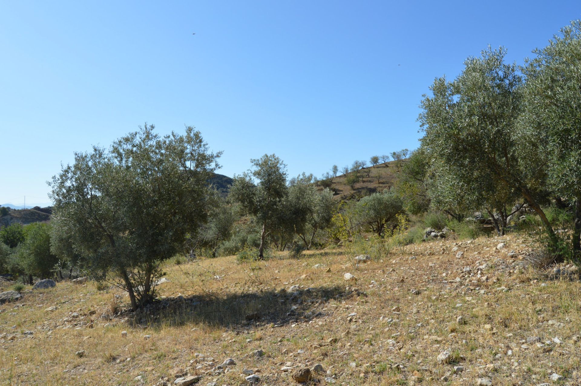 Terre dans Carratraça, Andalousie 10714182