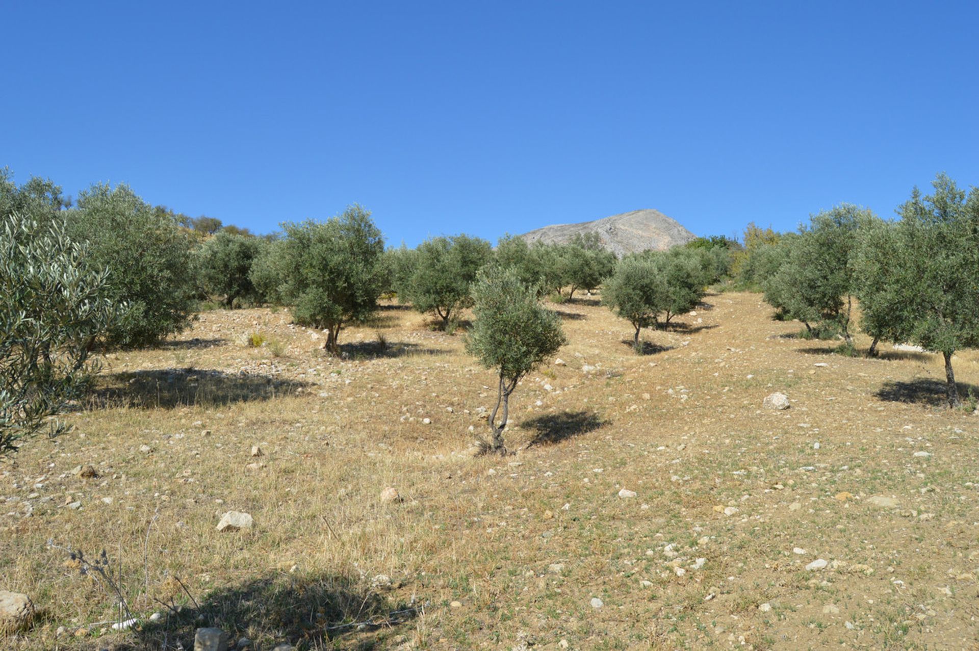 Terre dans Carratraça, Andalousie 10714182