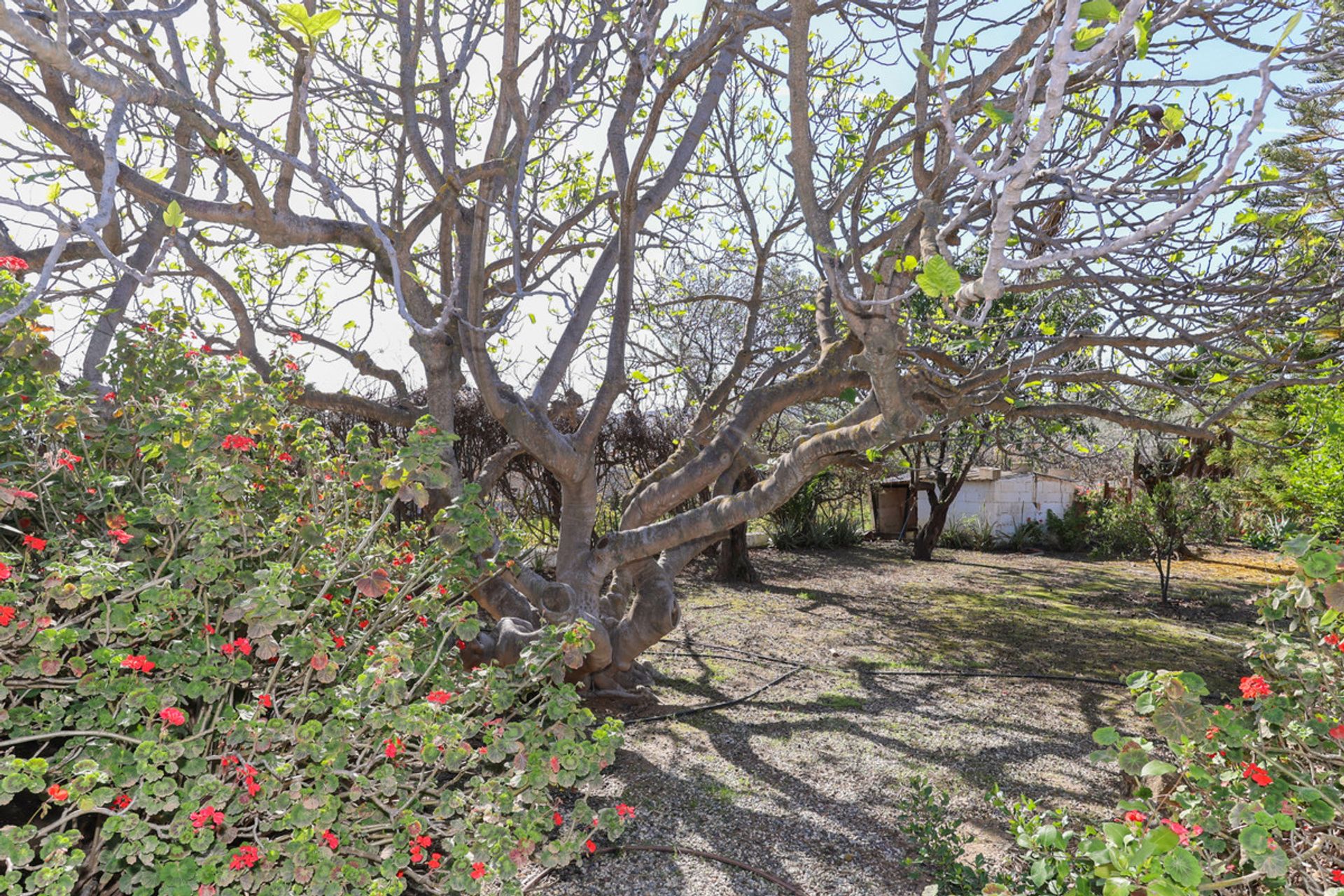 Huis in Casarabonela, Andalucía 10714825