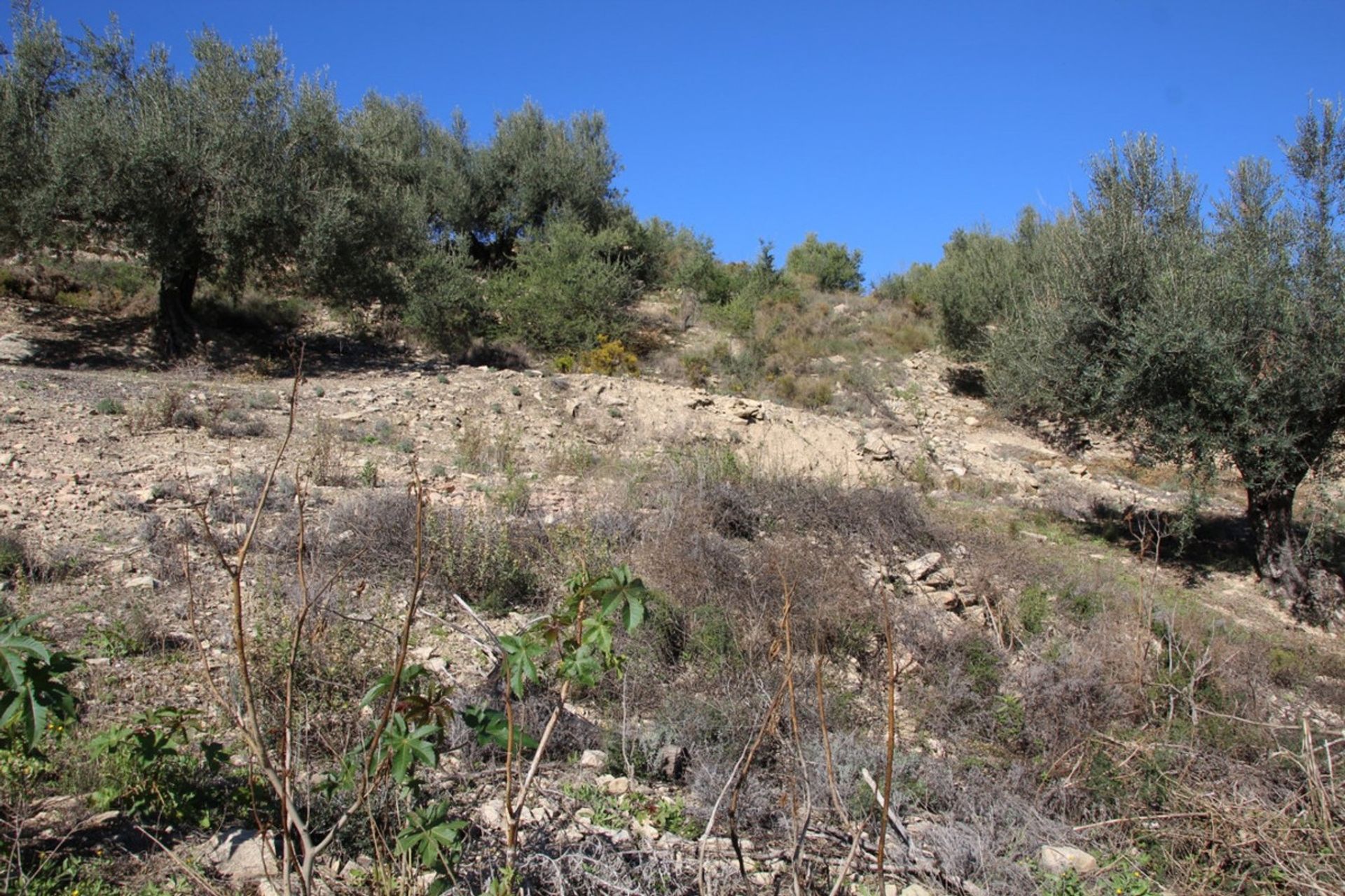 Terre dans Viñuela, Andalucía 10715633