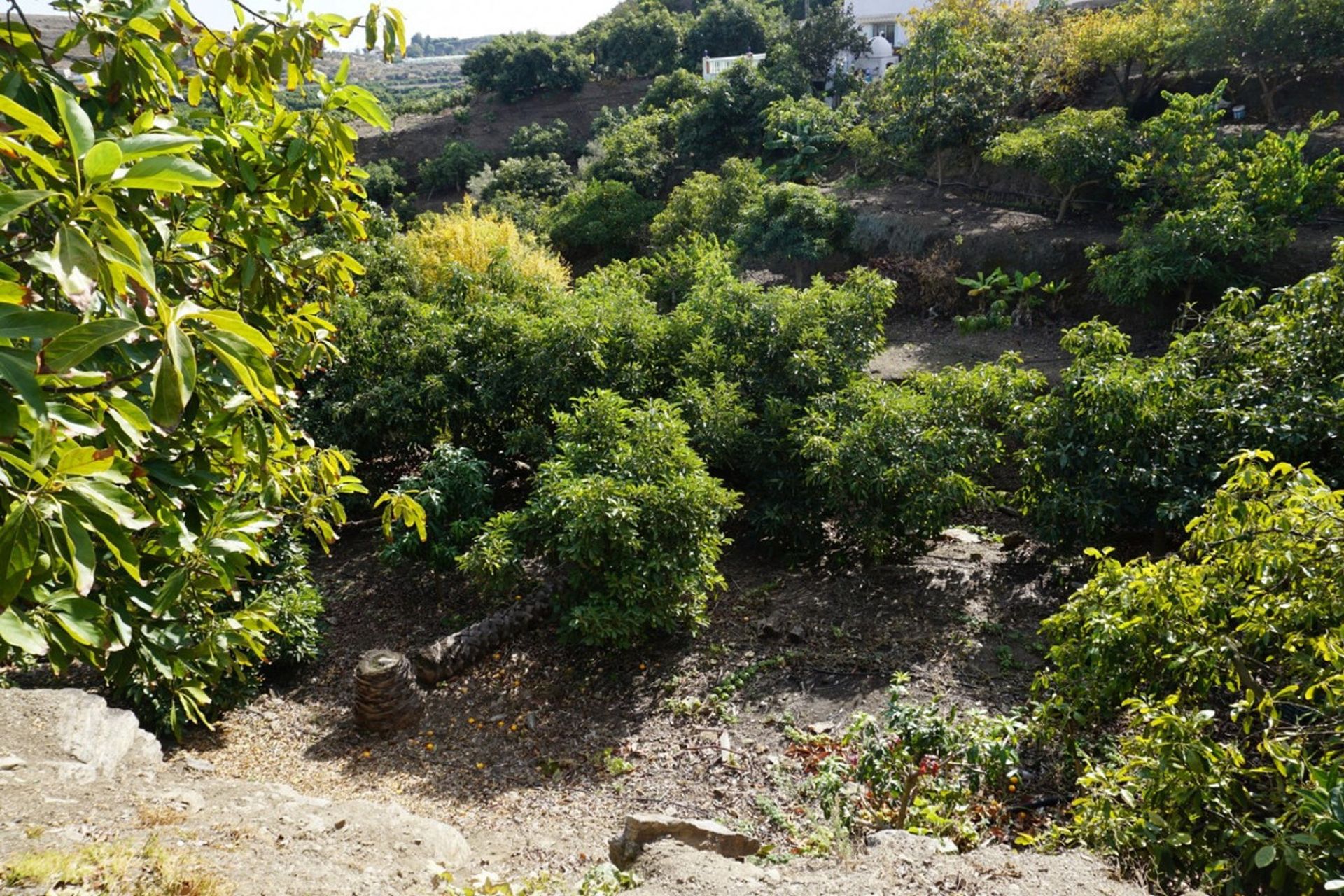 Hus i Frigiliana, Andalucía 10716044