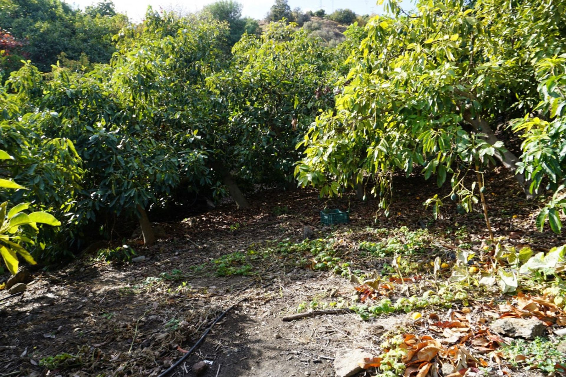 rumah dalam Frigiliana, Andalucía 10716044