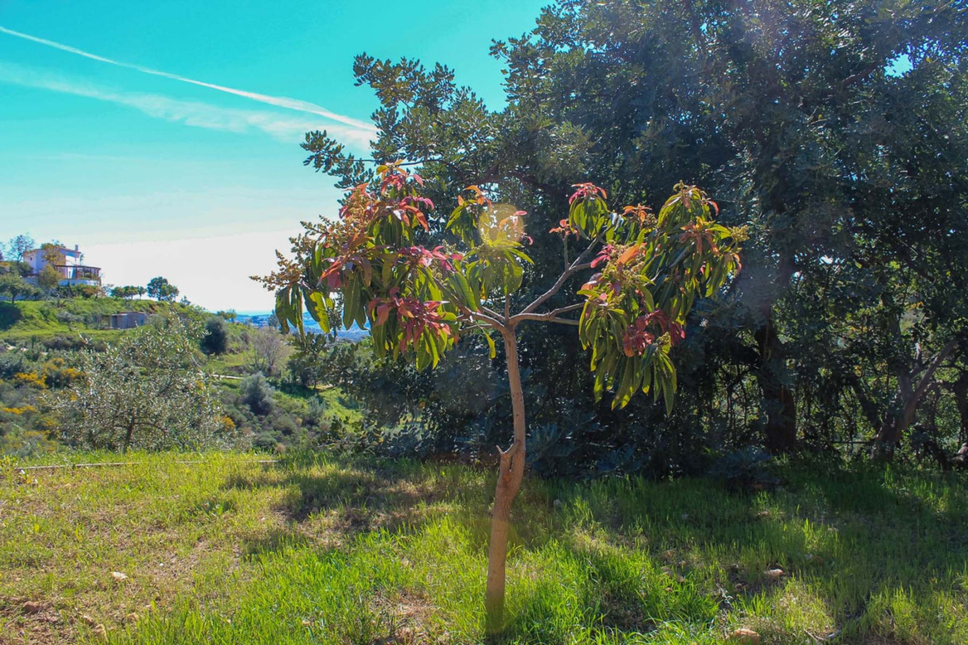 भूमि में Mijas, Andalucía 10716143