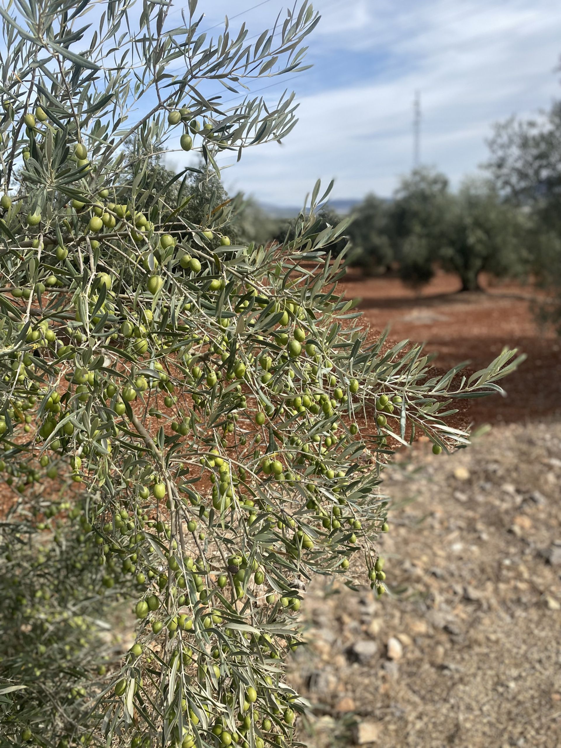 Земля в Archidona, Andalucía 10716498