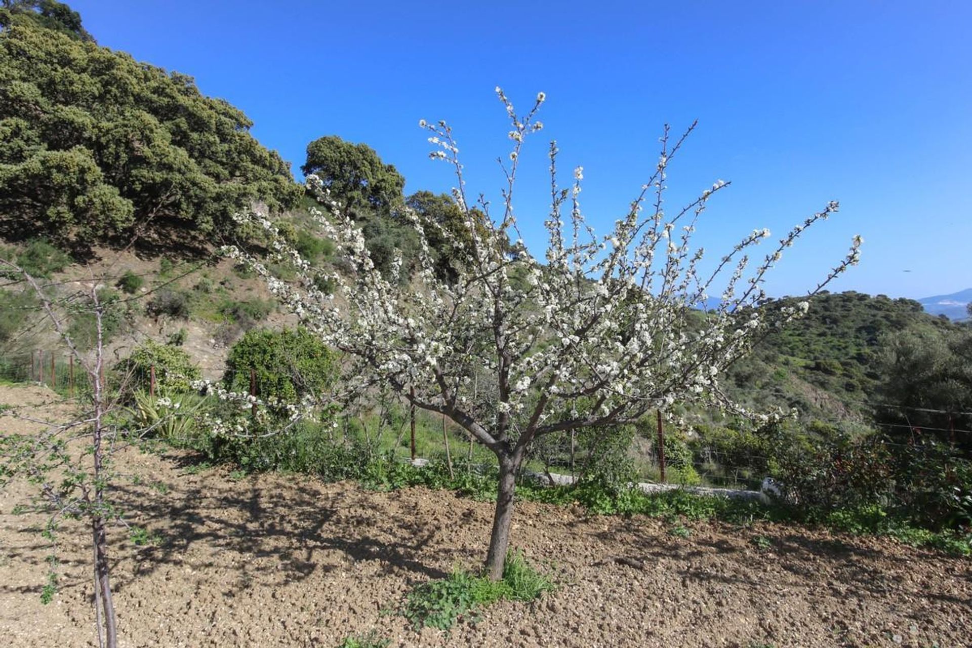 σπίτι σε Casarabonela, Andalucía 10717084