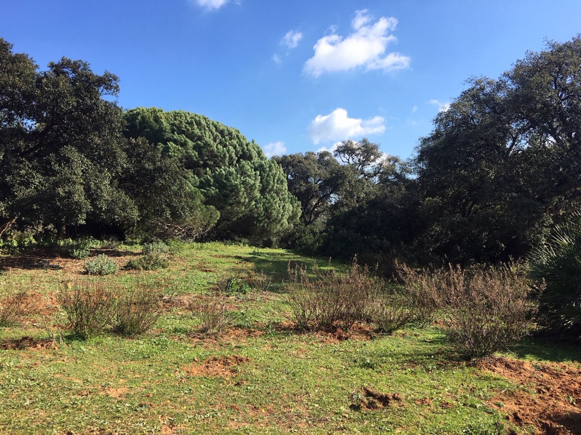 Land in Manilva, Andalucía 10717124