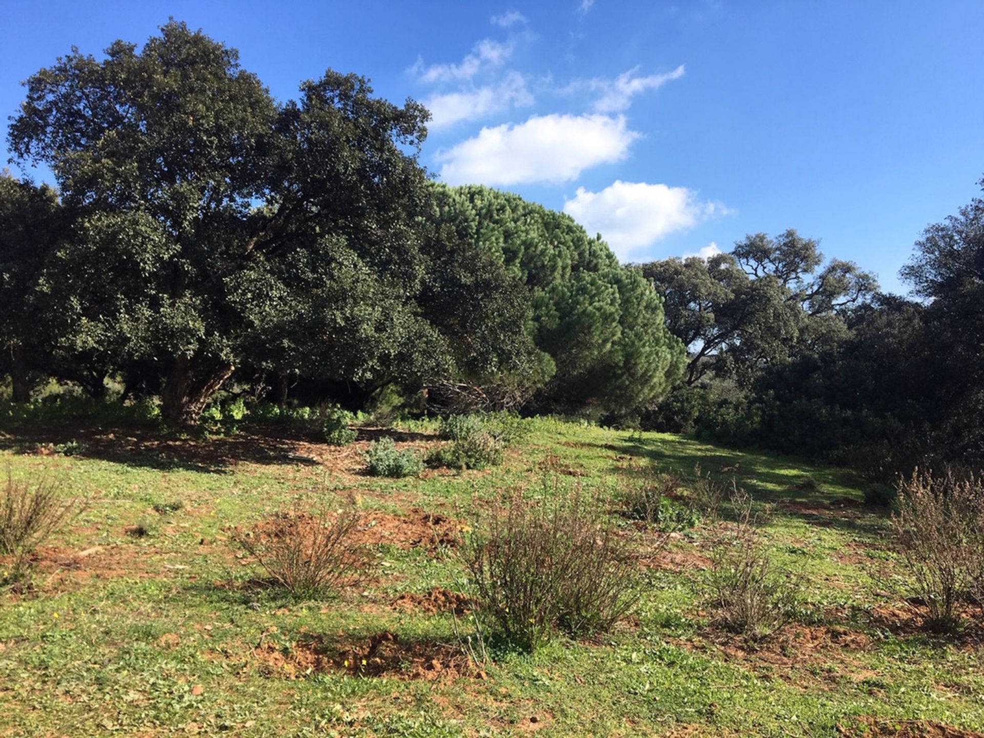 Land in Manilva, Andalucía 10717124