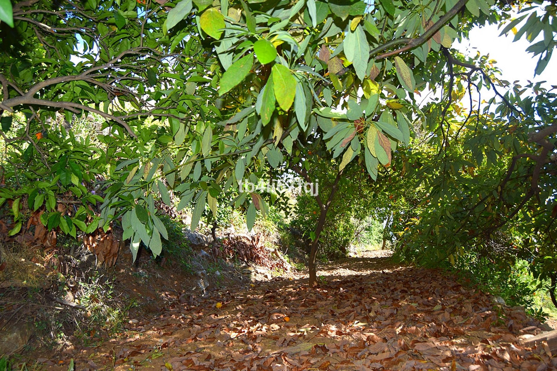 Tanah di Ojen, Andalusia 10717212