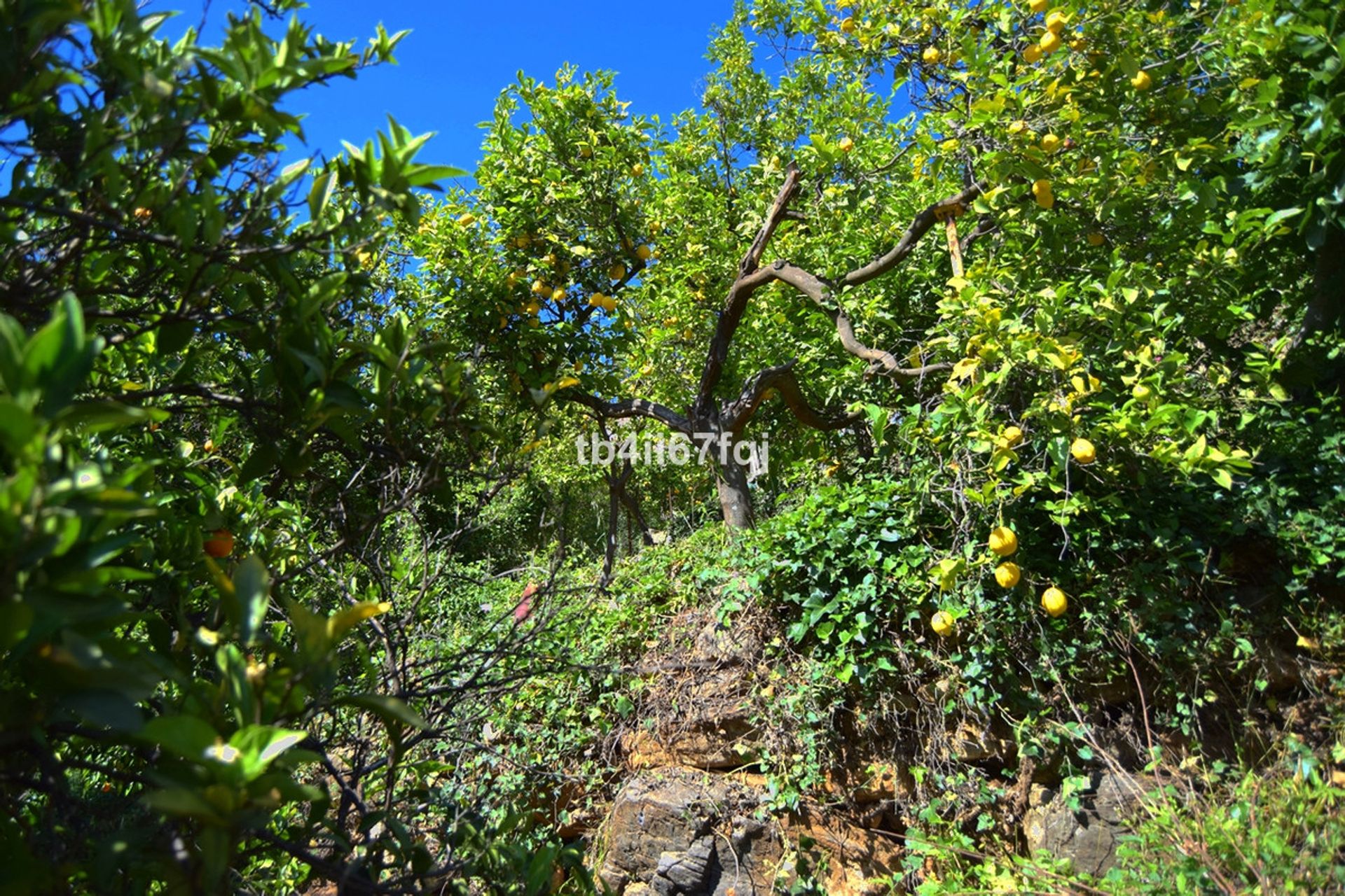 Земля в Ojén, Andalucía 10717212