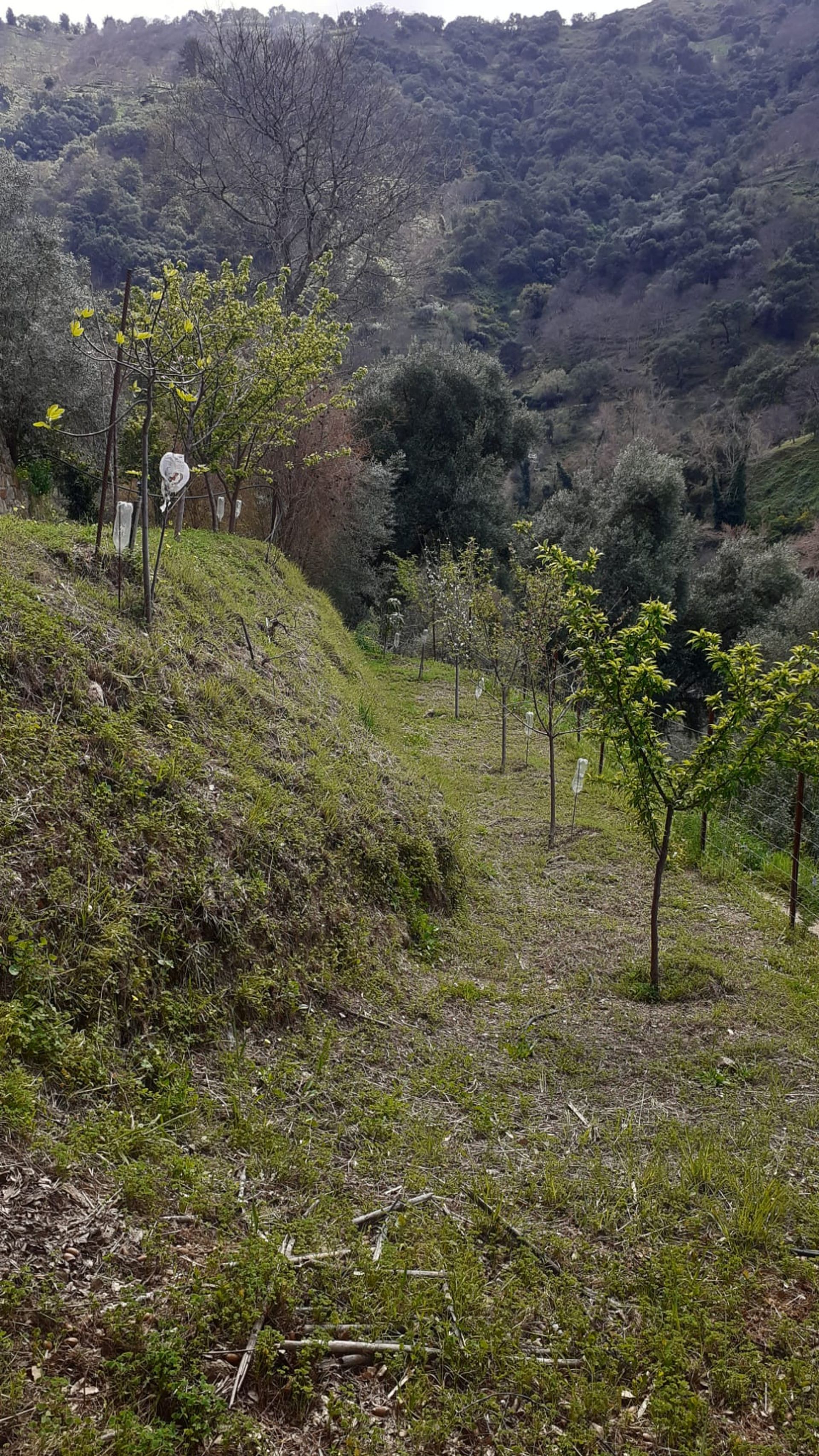 Hus i Jubrique, Andalusien 10717251