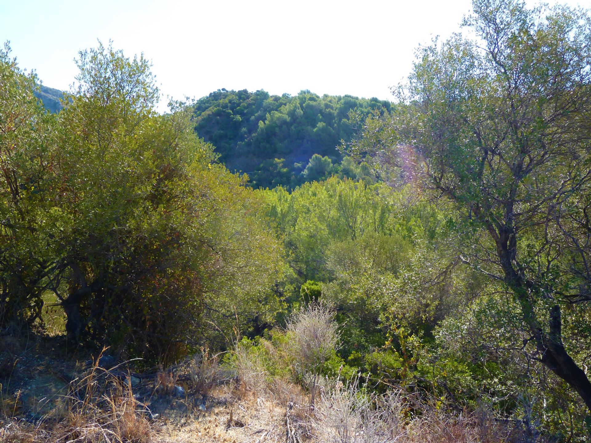 Land in Istan, Andalusië 10717531