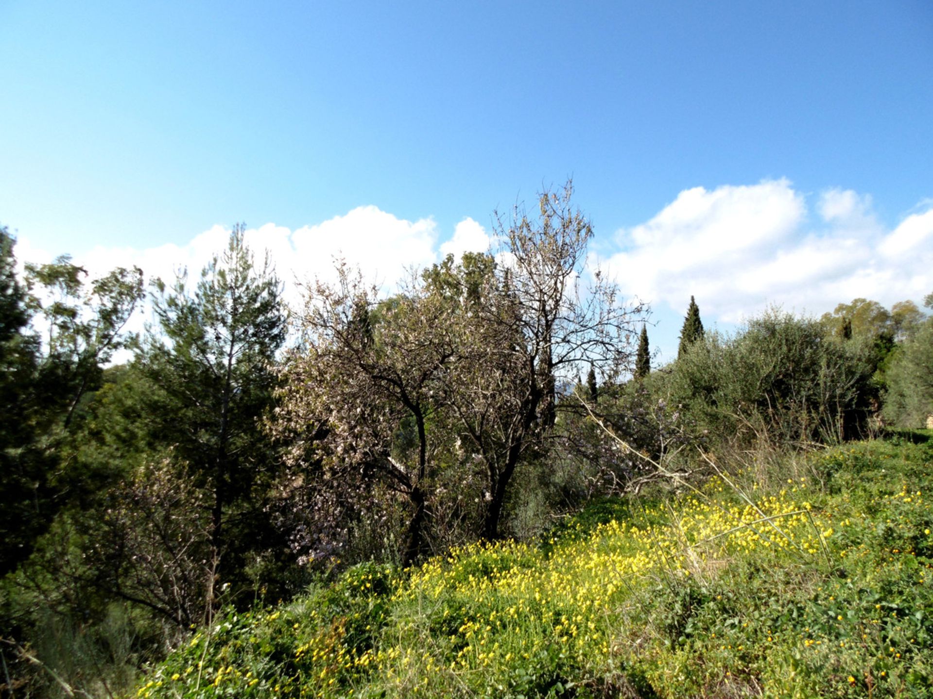 土地 在 Mijas, Andalucía 10718052