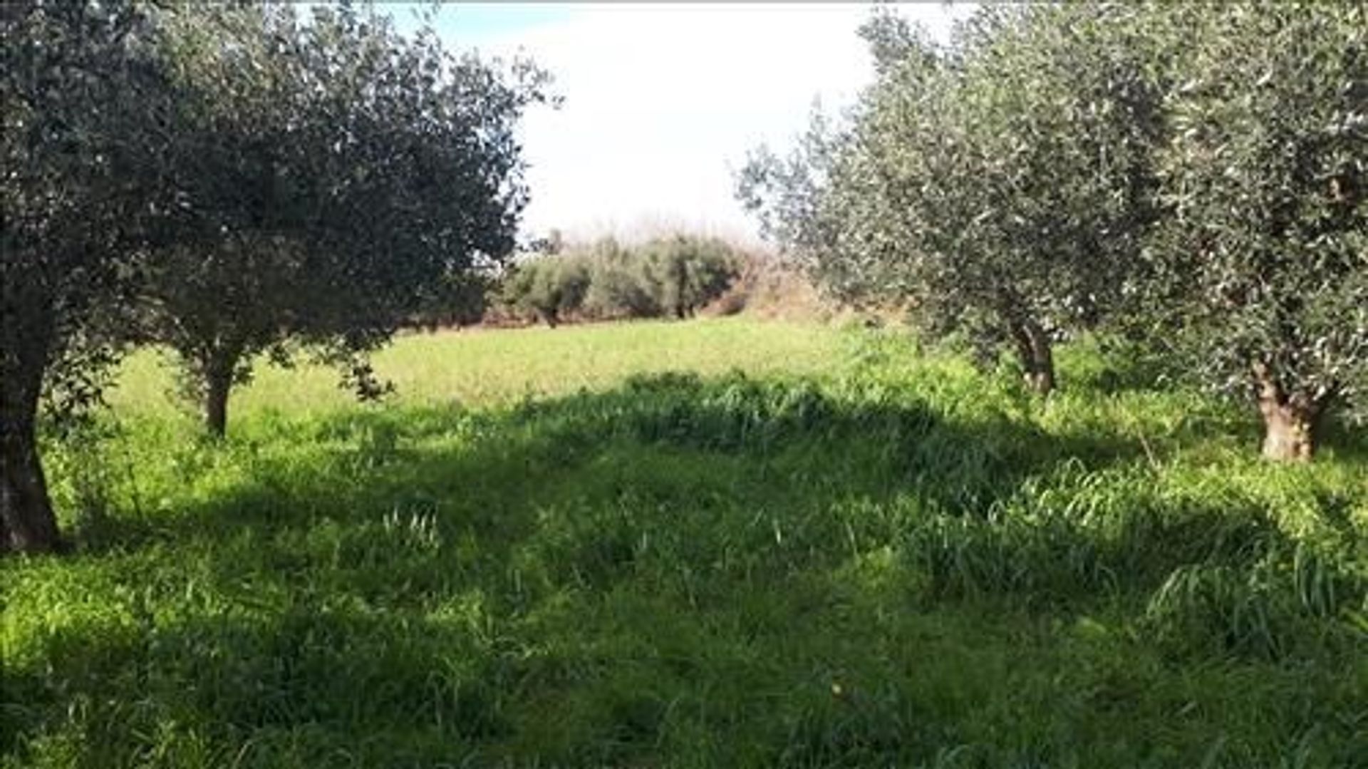 Land i Istiaia, Sterea Ellada 10718766