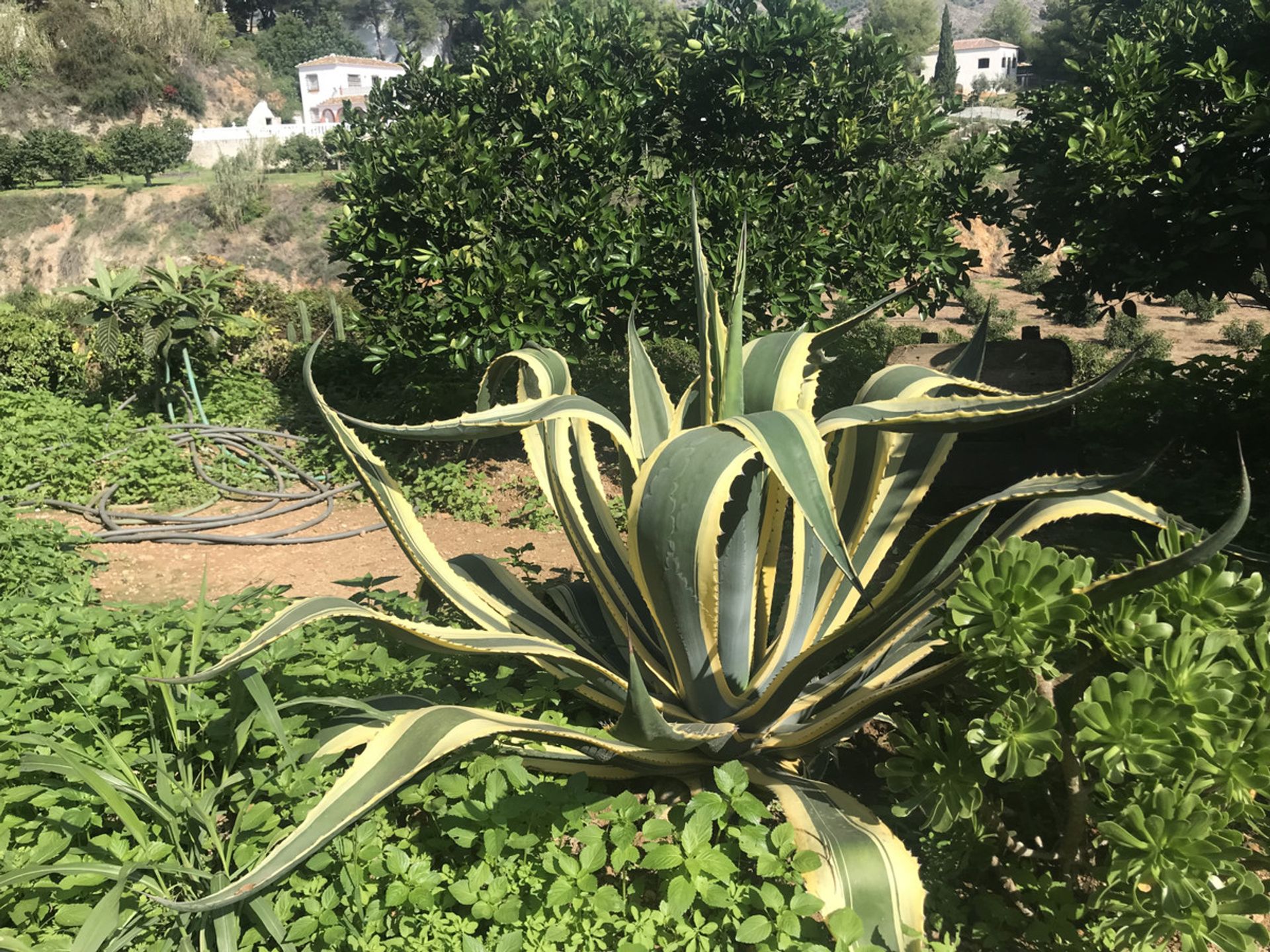 loger dans Frigiliana, Andalucía 10719521