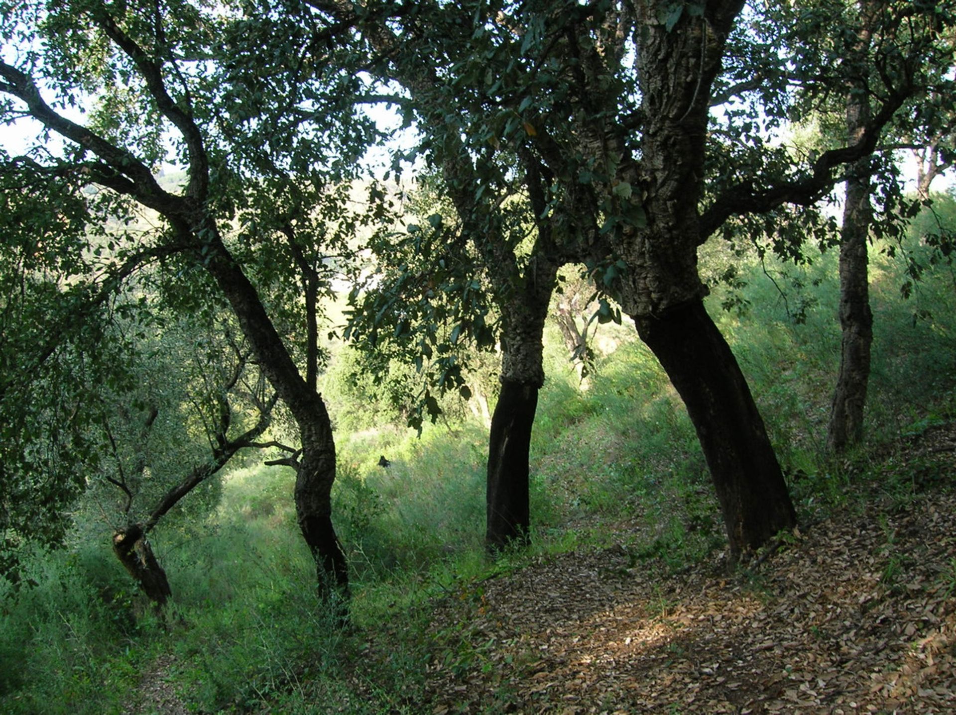 Tanah di Las Lagunas de Mijas, Andalucía 10720002