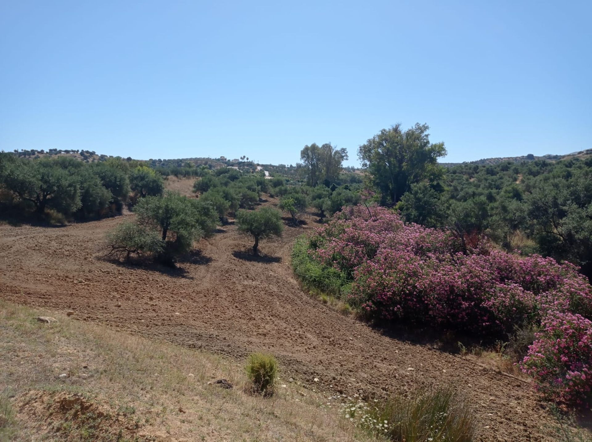 Land i Alhaurin el Grande, Andalusia 10722175