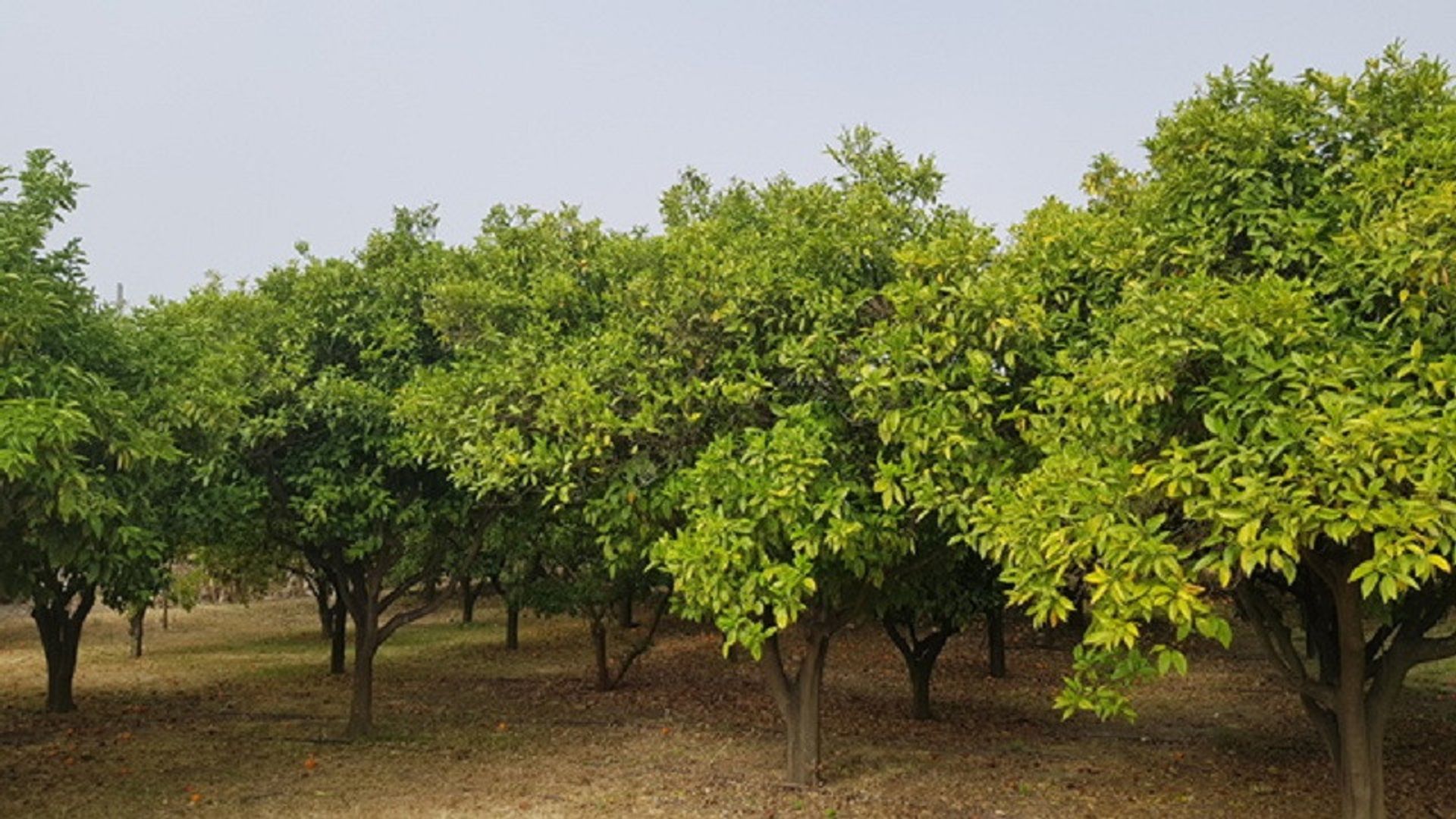 בַּיִת ב טריאנה, אנדלוסיה 10722729